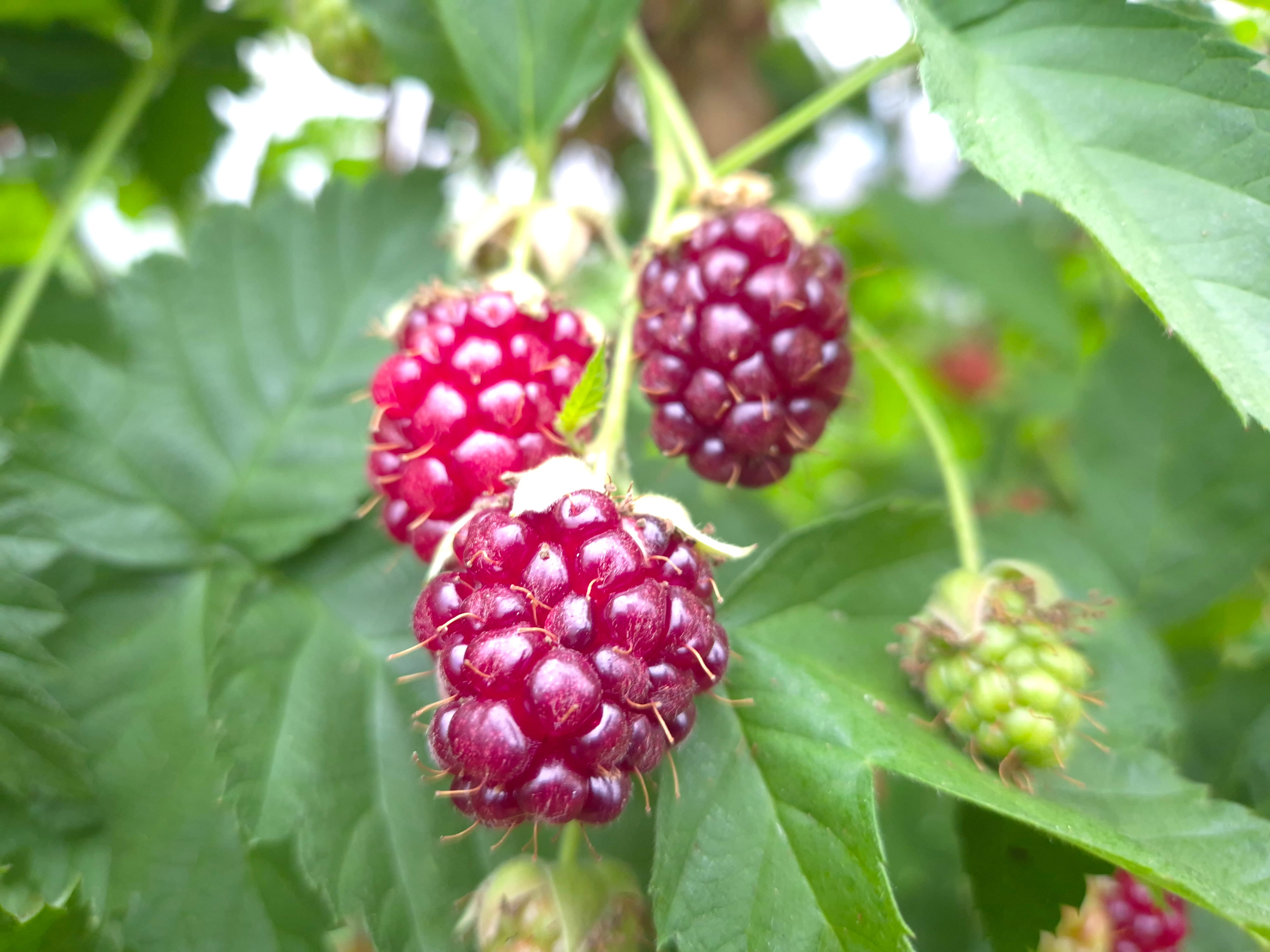 Nerrigundah Contrée Sauvage