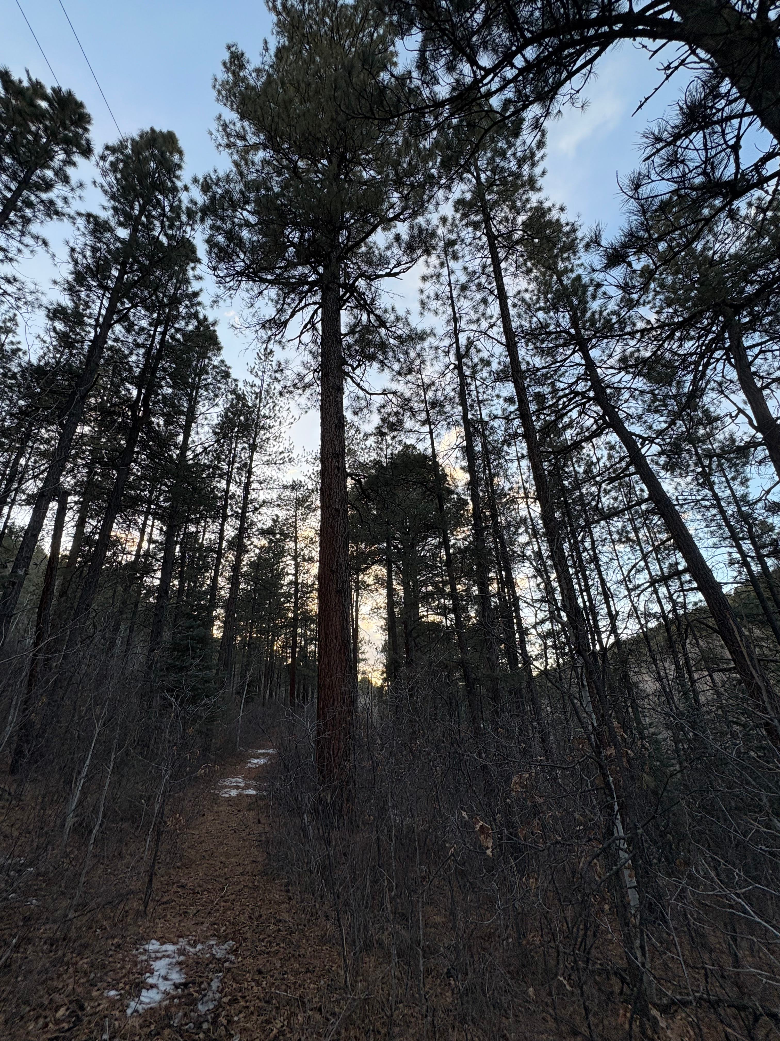 Ponderosa Paradise