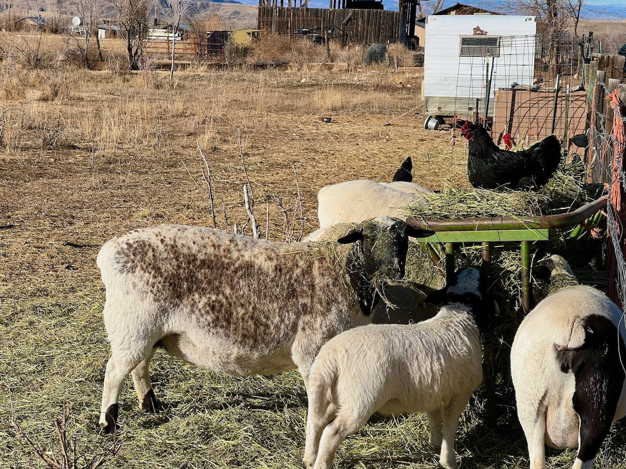Fire Mountain Farmstead