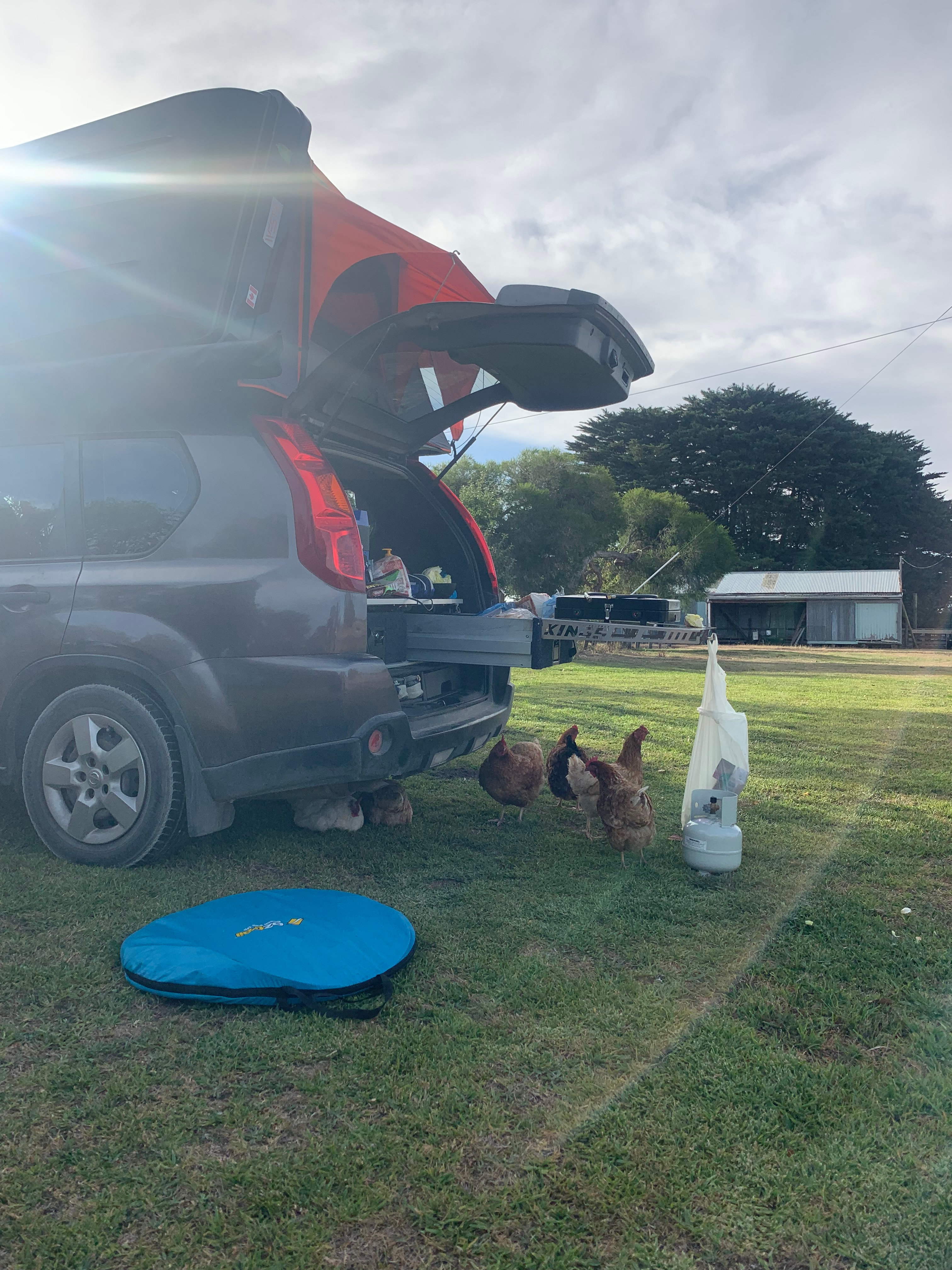 Chicken members of the Kyneton welcome committee