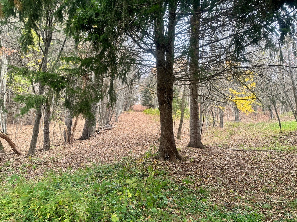 Timberland Trails