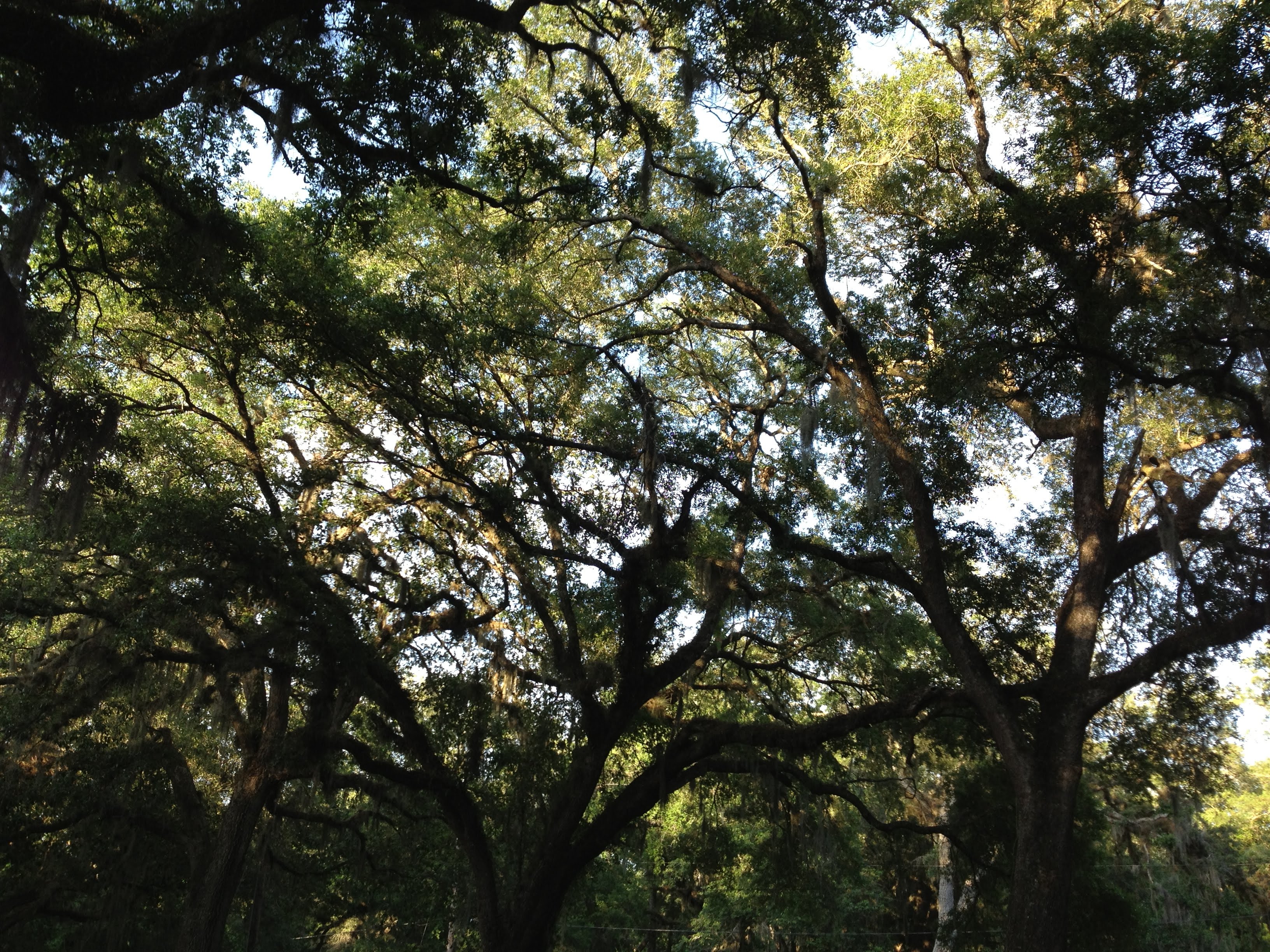 Animal Lover's RV Site