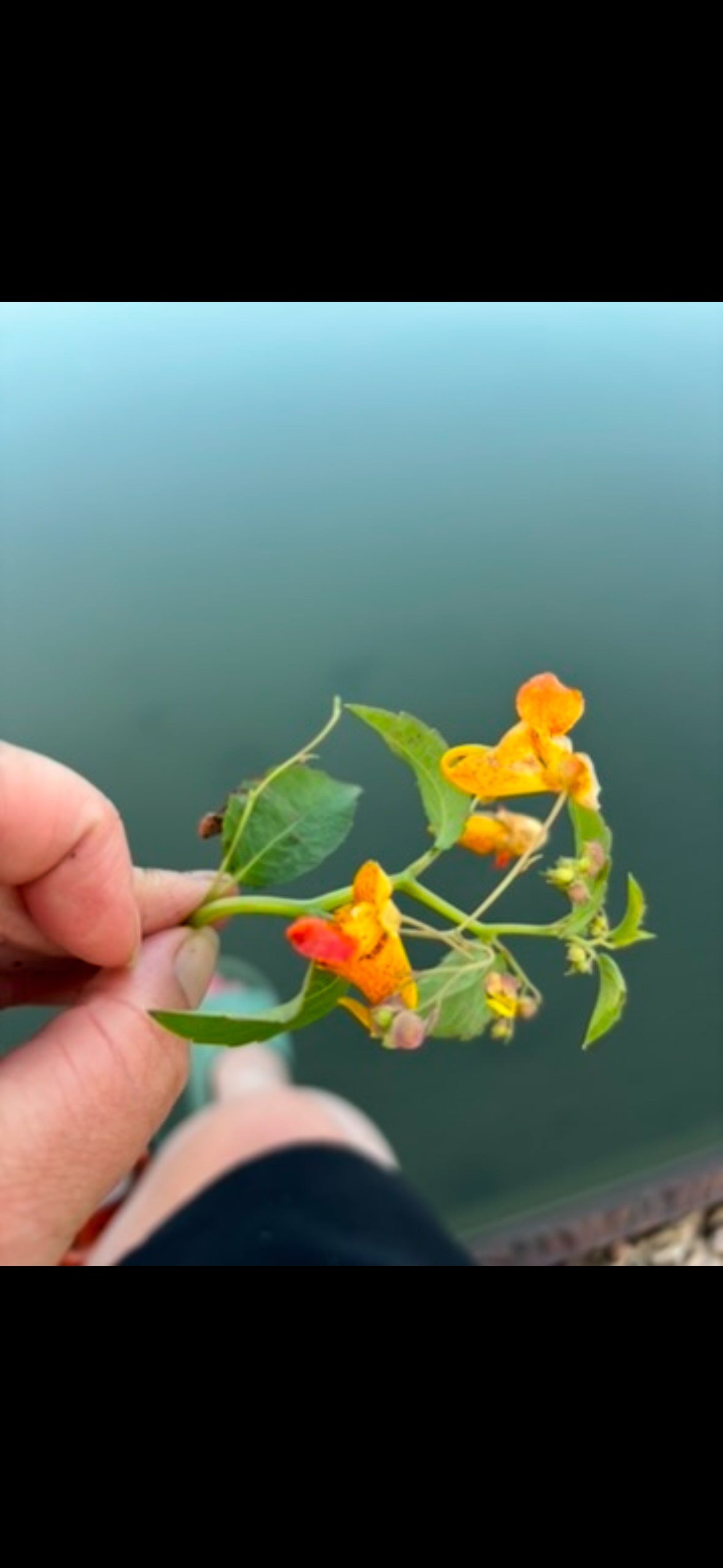 Beachfront Batchawana Bay