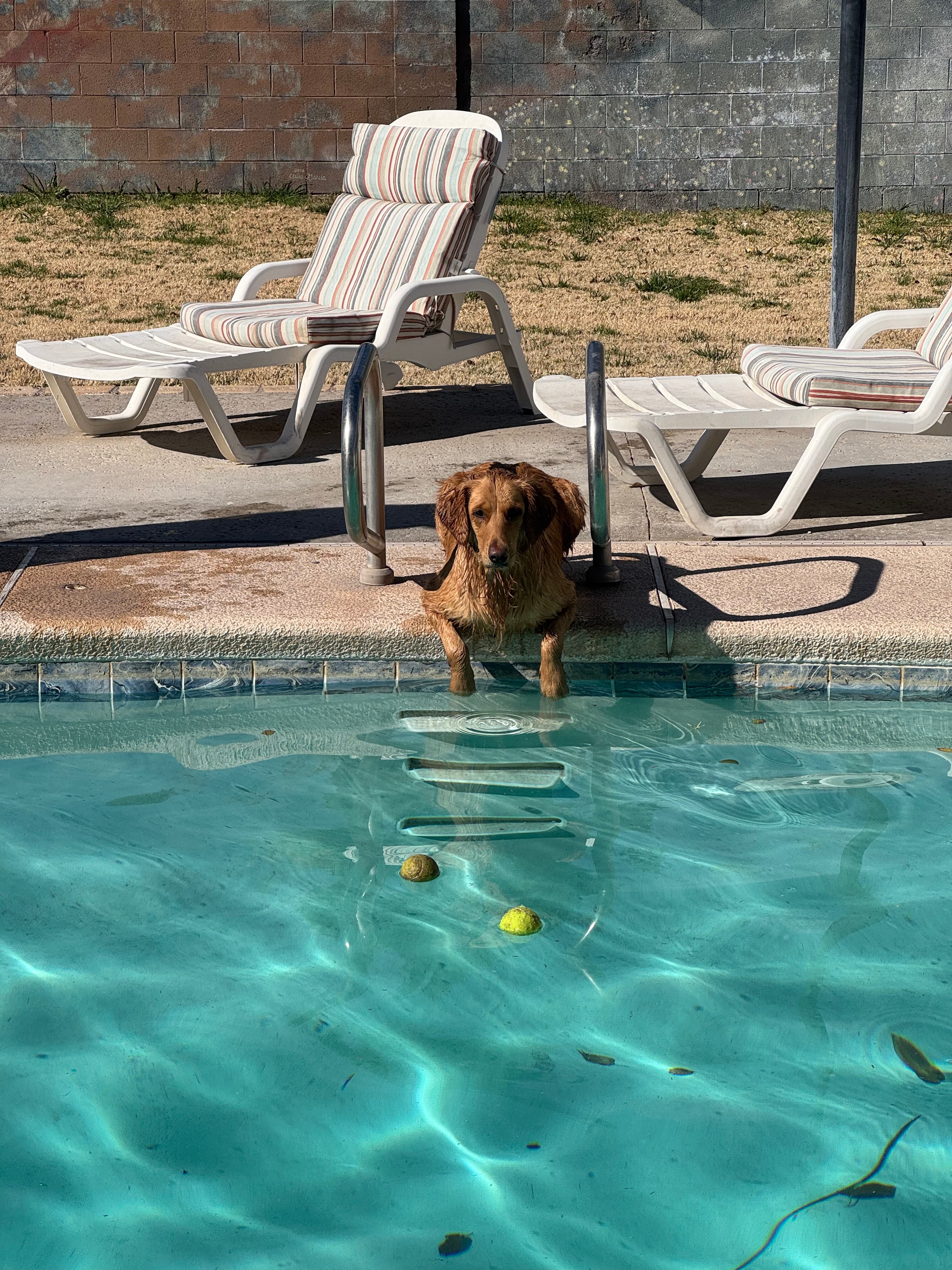 Dog friendly pool!