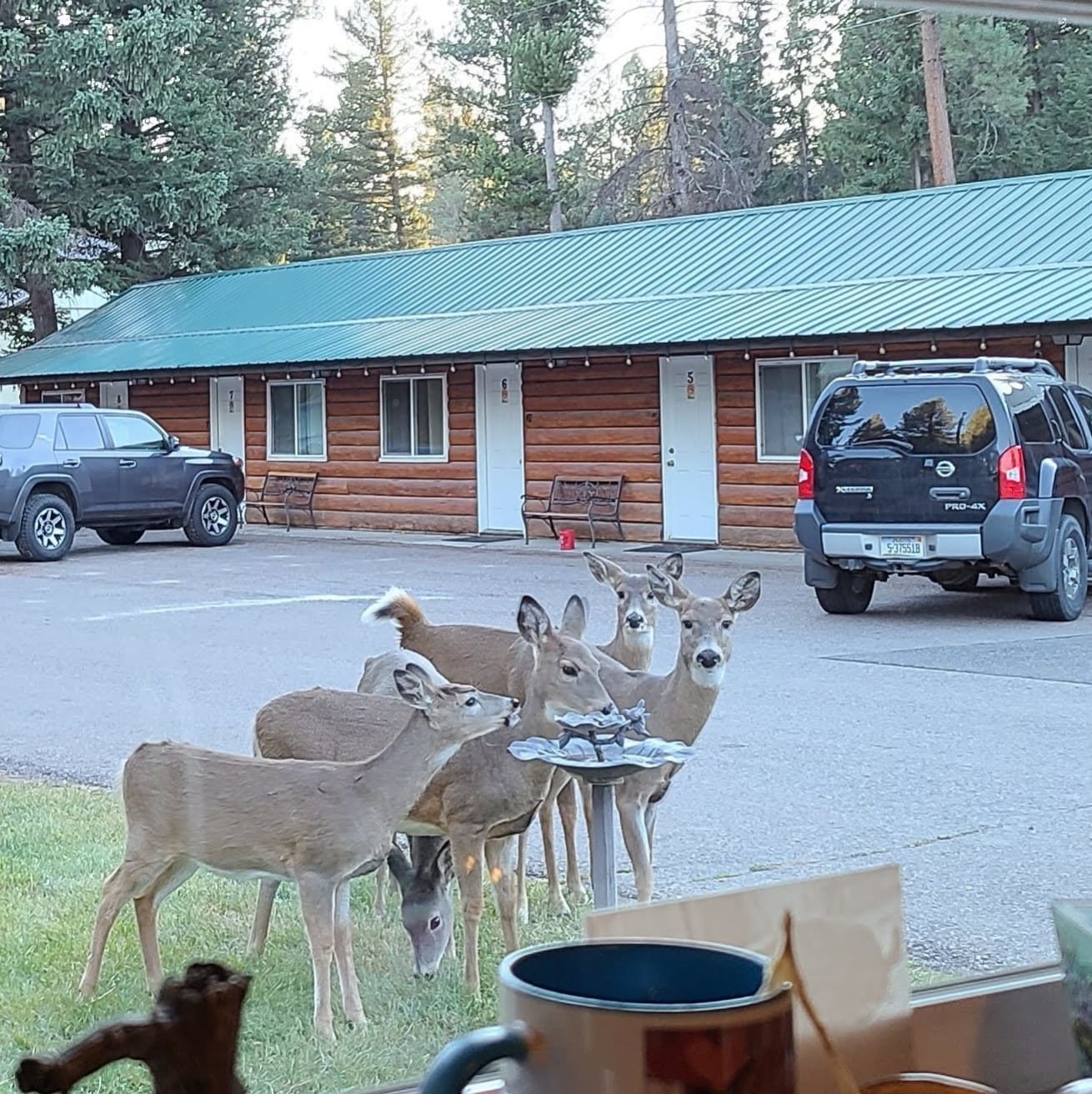 Three Bears Motel Tipis