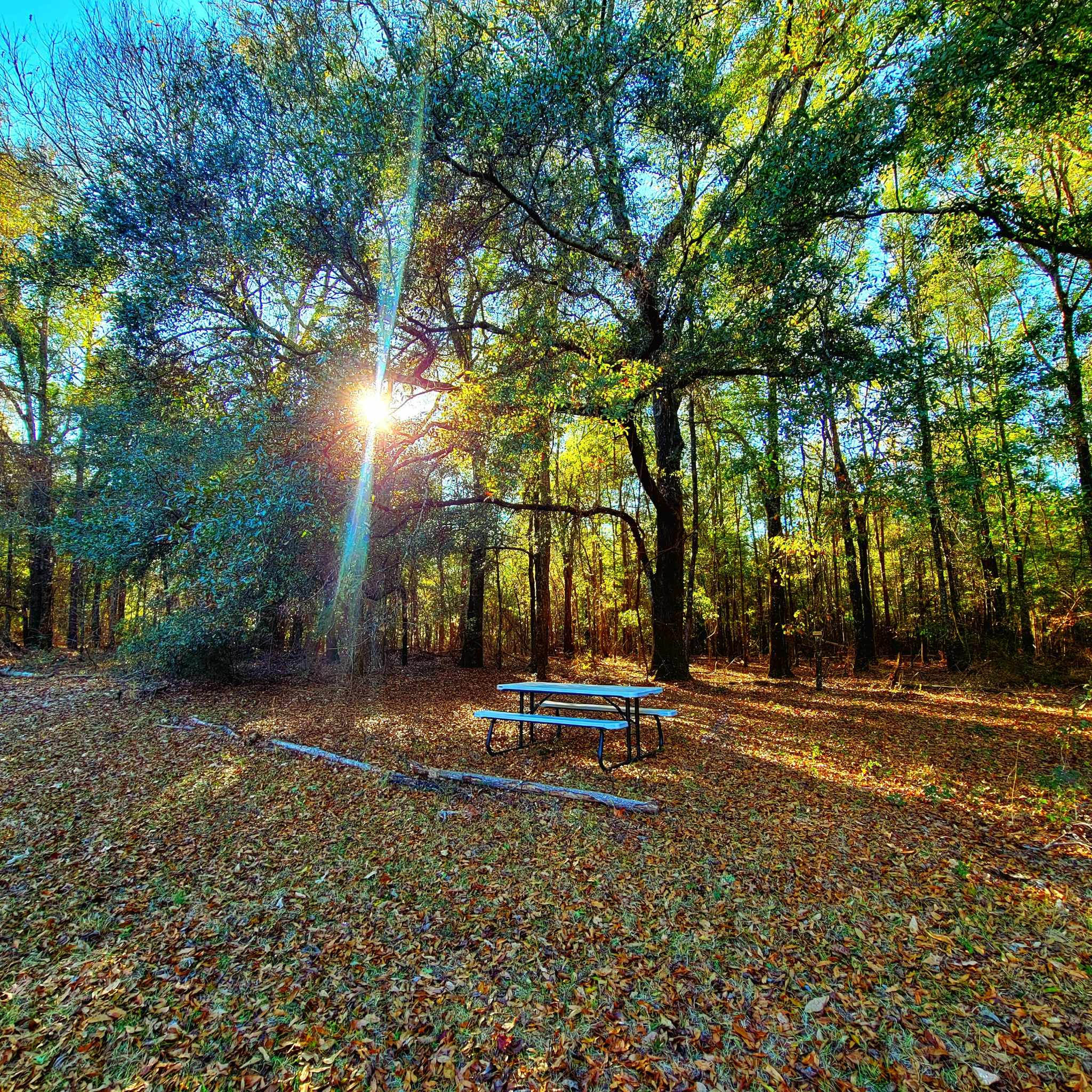 The Pecan Orchard CampGrounds