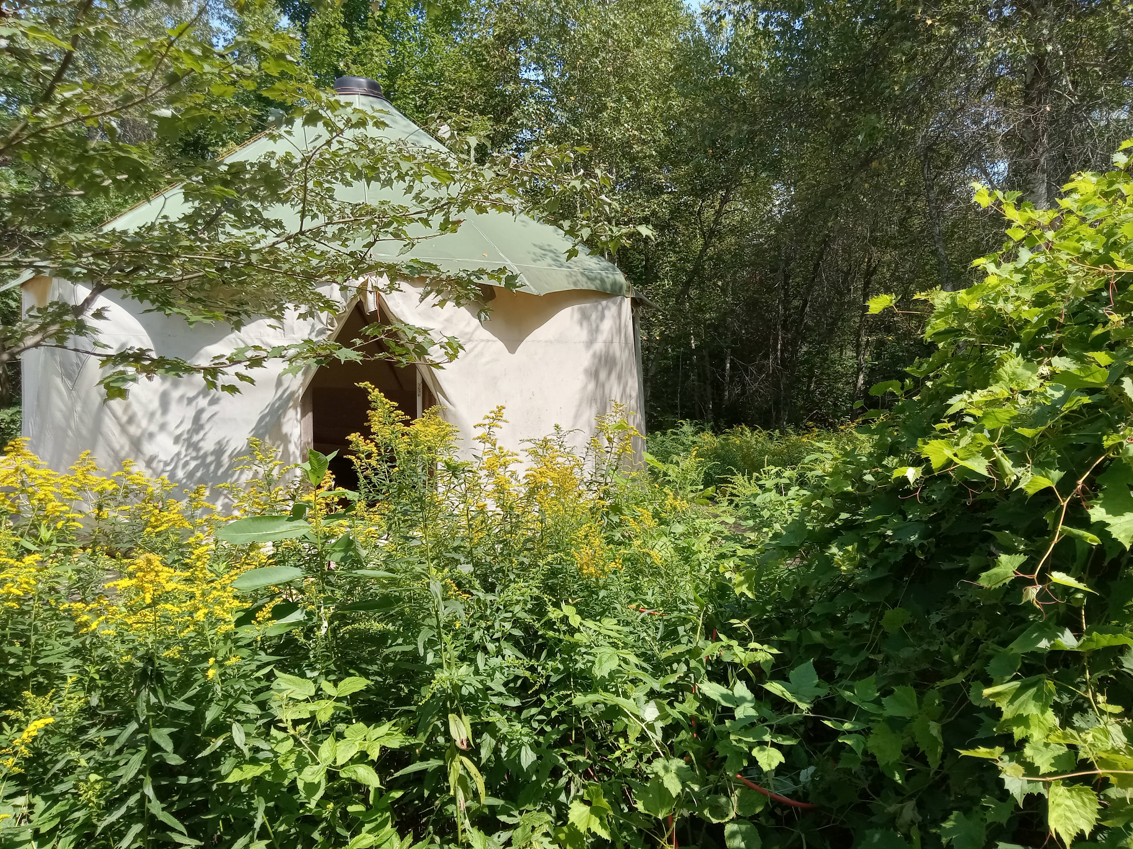 Solar yurt/yome surrounded by wild raspberries, medicinal plants and trees