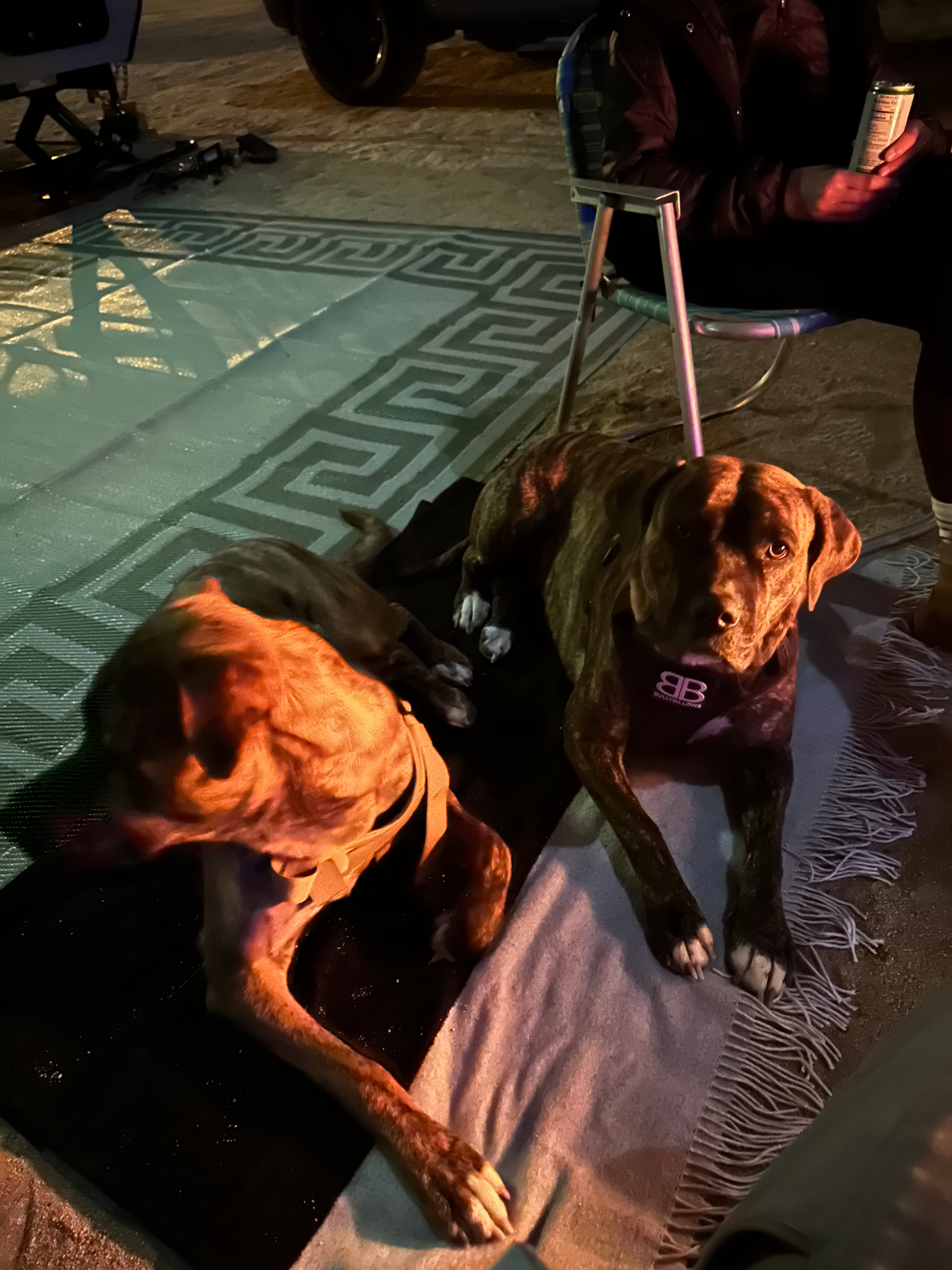 BASECAMP Joshua Tree