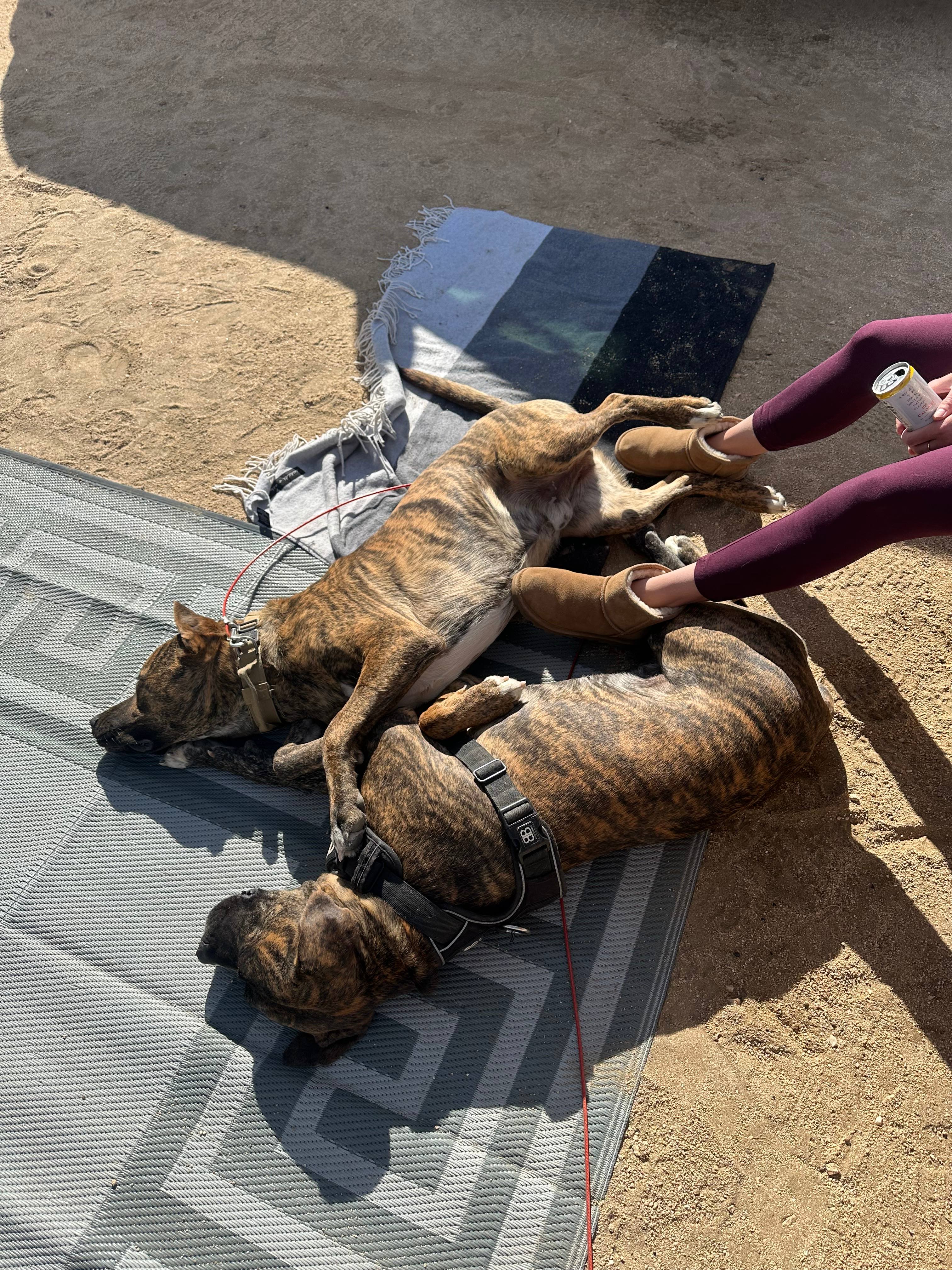 BASECAMP Joshua Tree