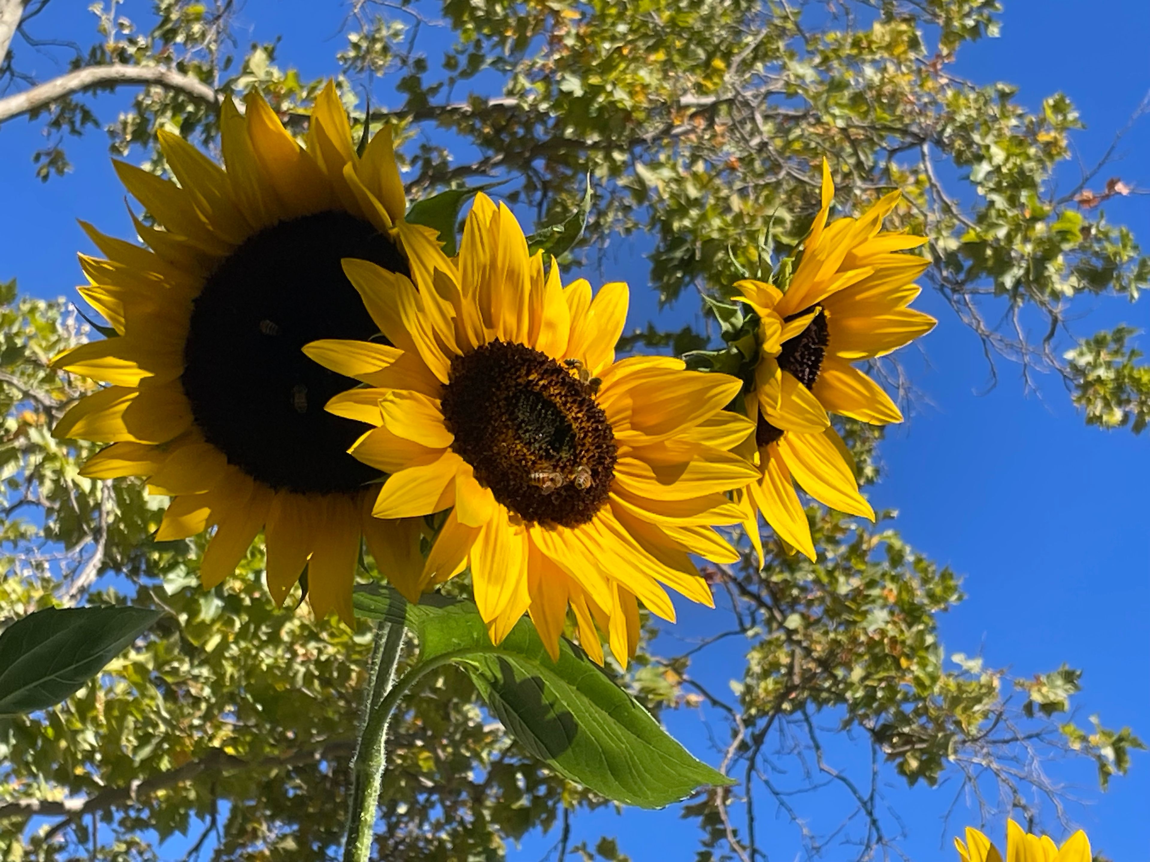 Patchen Christmas Tree Farm