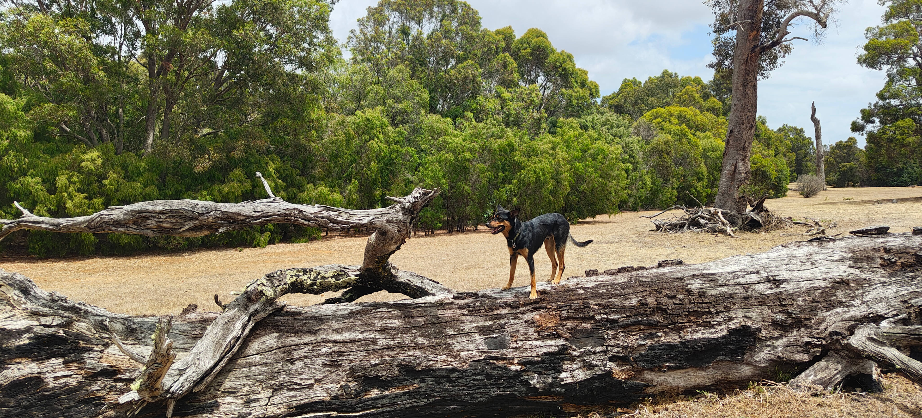 Whicher Farm Campsite
