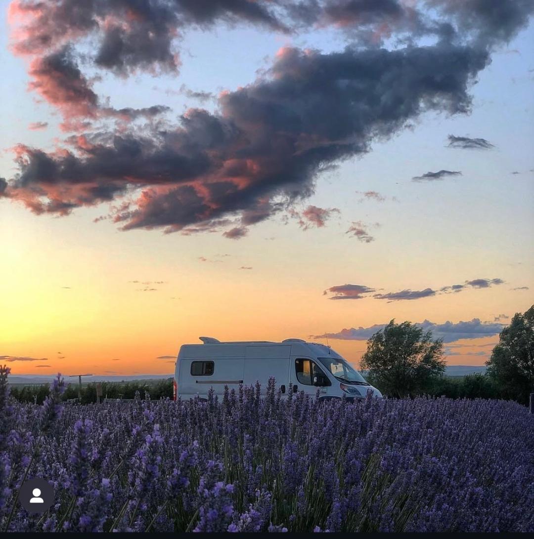 Trinity Gardens Lavender Farm