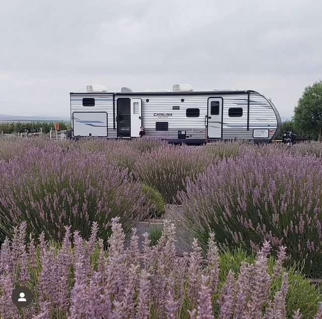 Trinity Gardens Lavender Farm