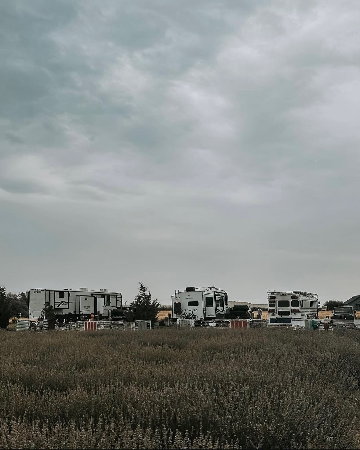 Trinity Gardens Lavender Farm