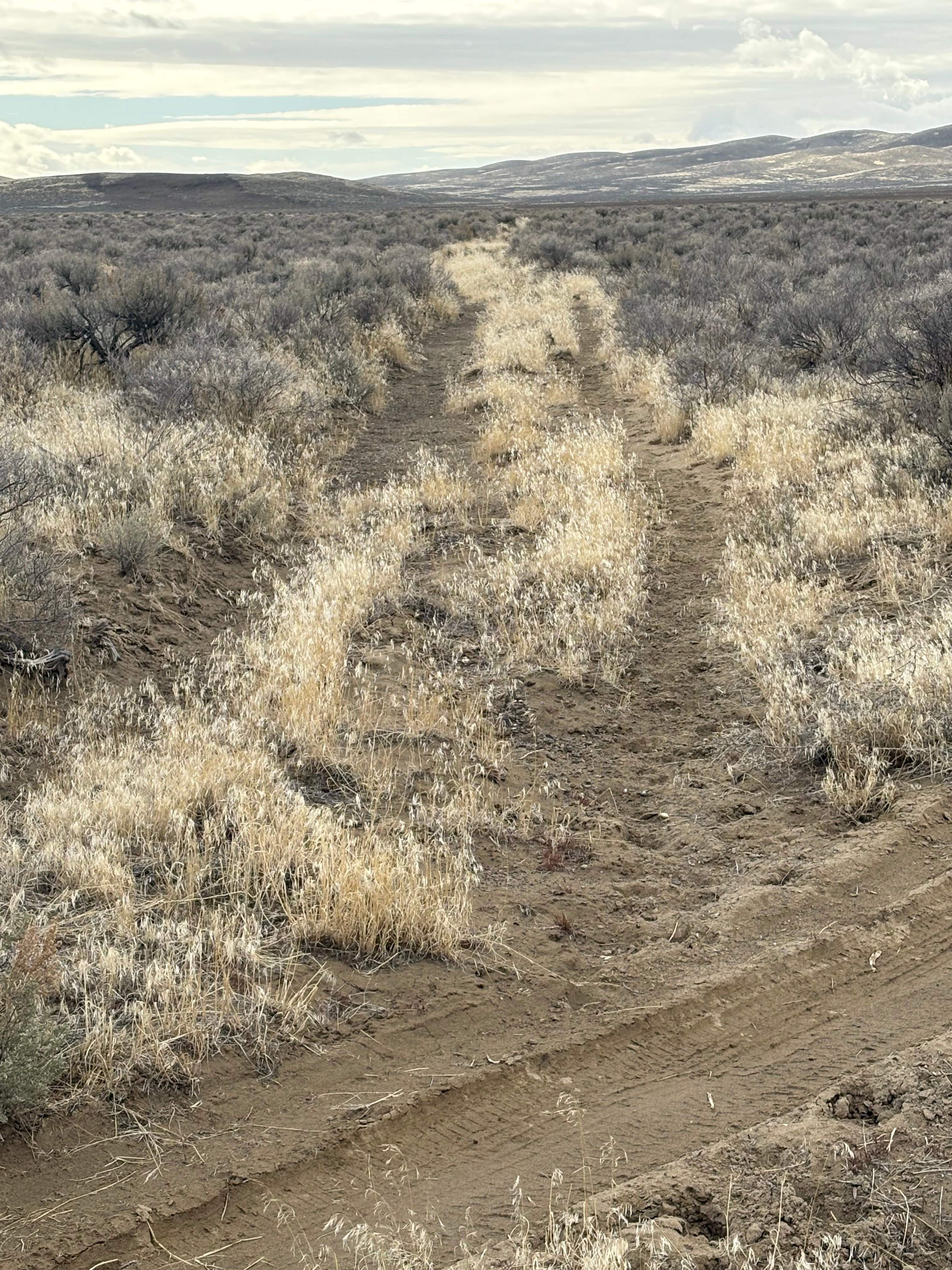 Ongster Lands Rio Grande River