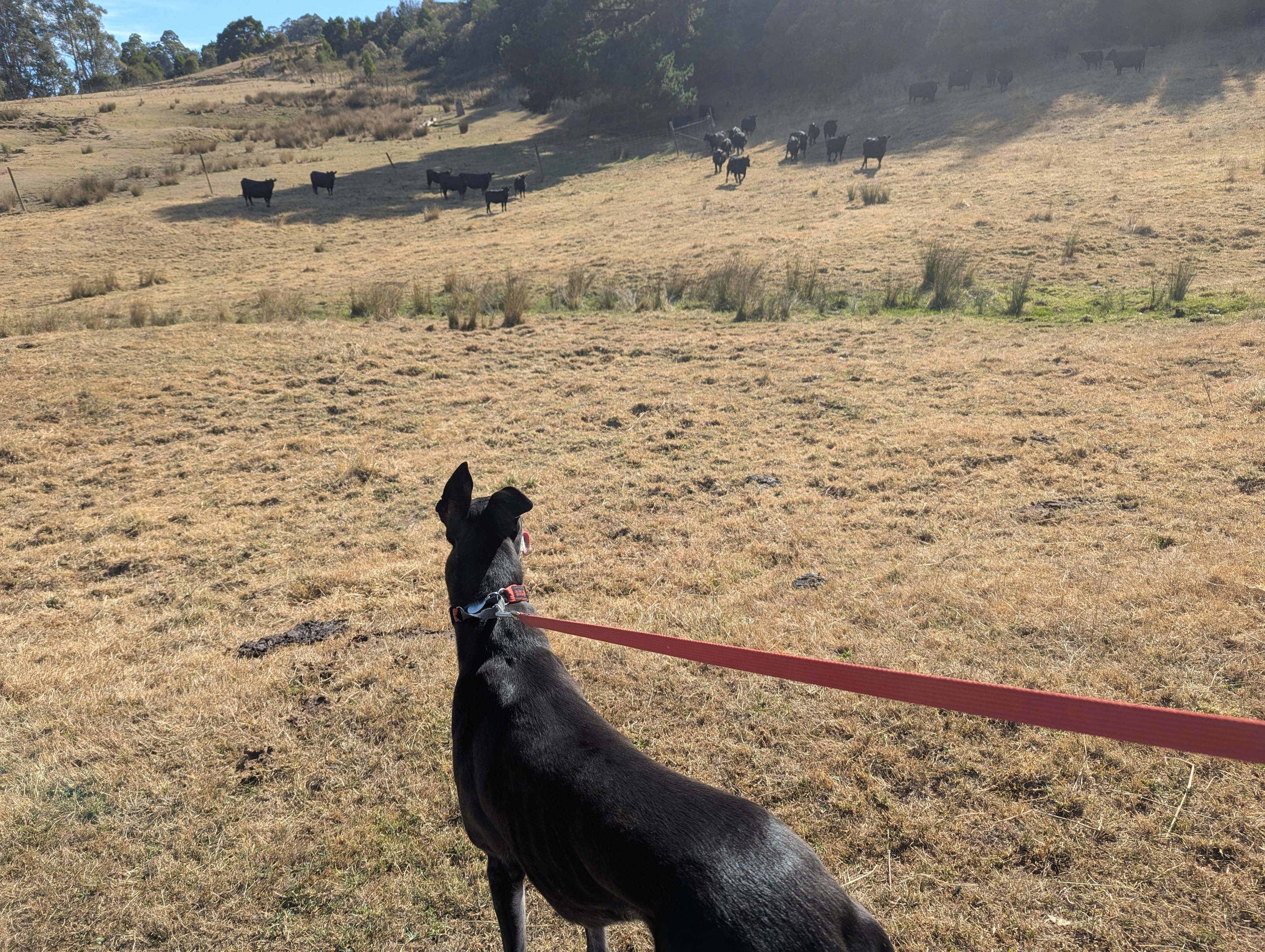 Tiny Castle at Tynecastle Park