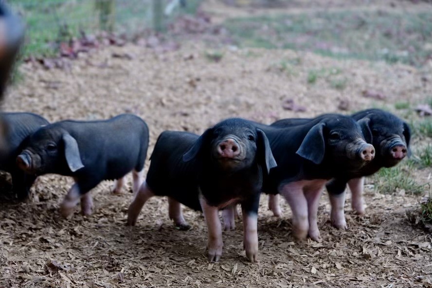 Land Of Milk and Honey Farms, LLC