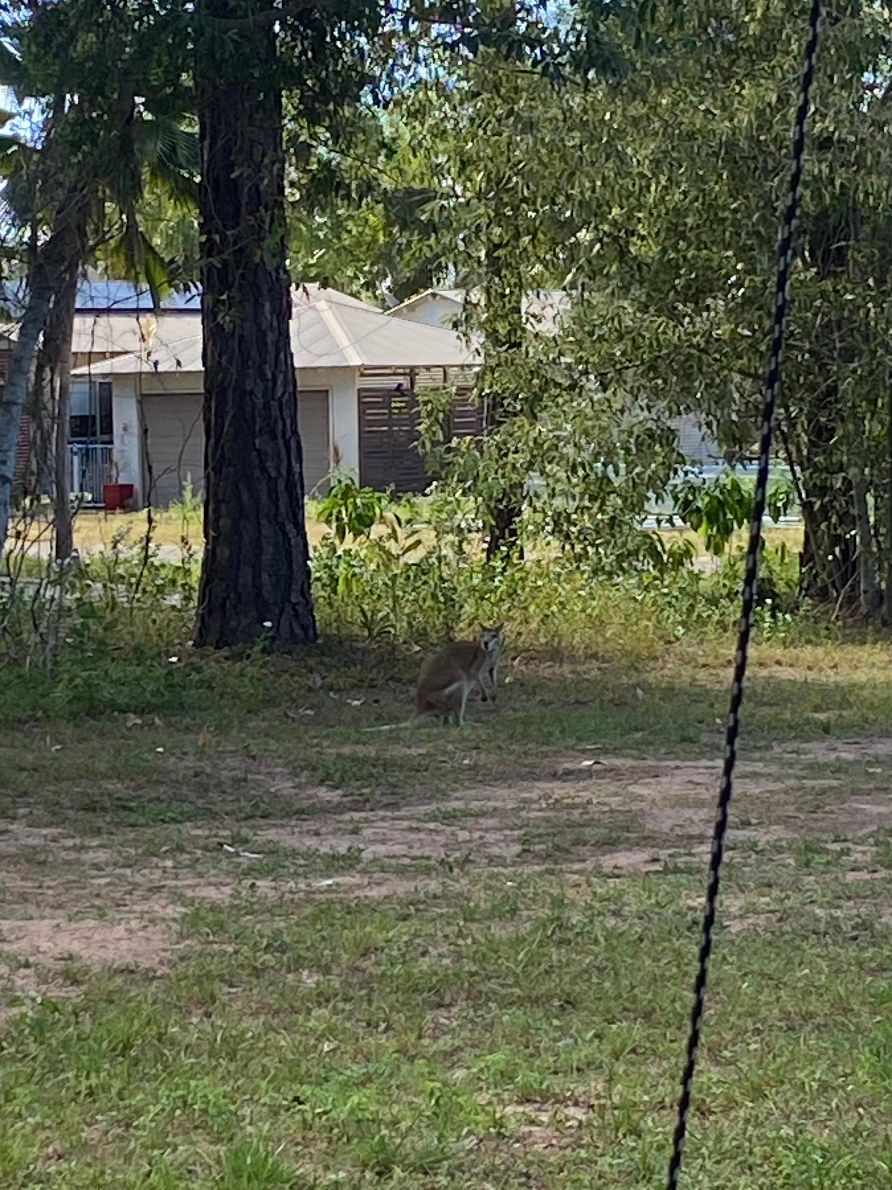 One of many wallabies that came to say hello!