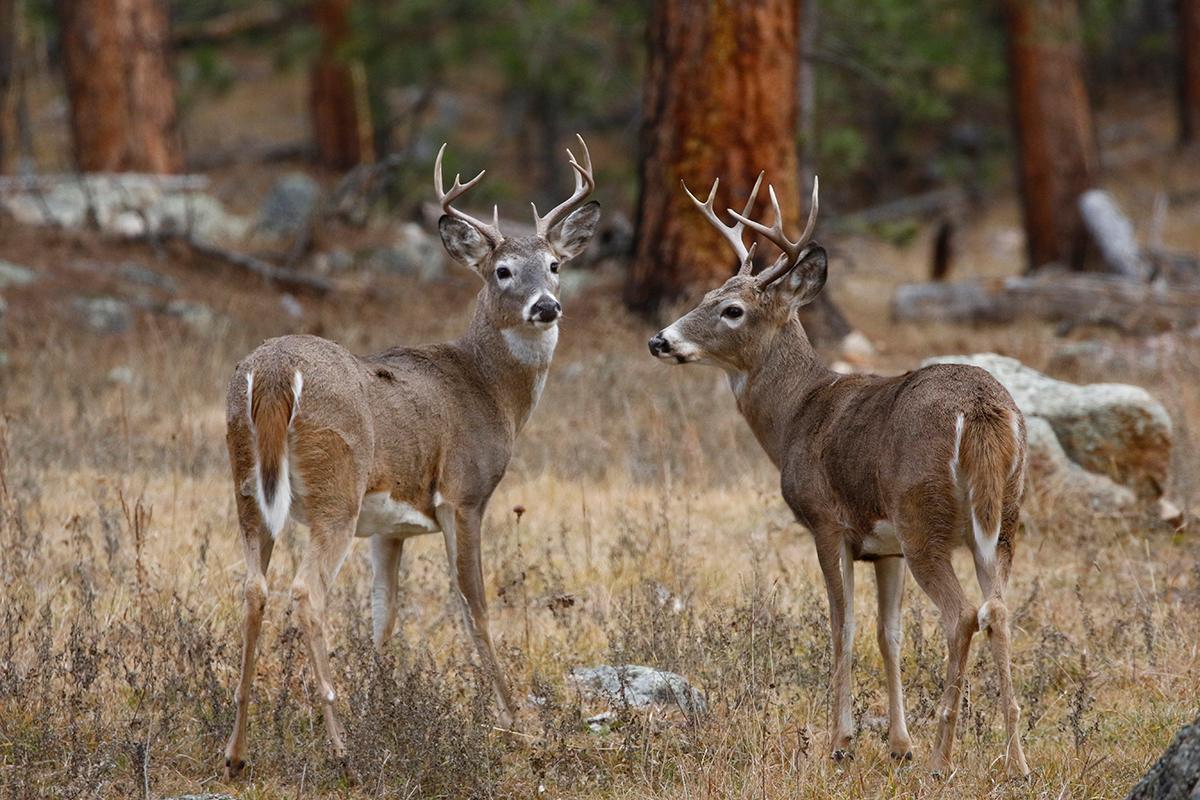 Twin Bucks Cabin 🦌🦌