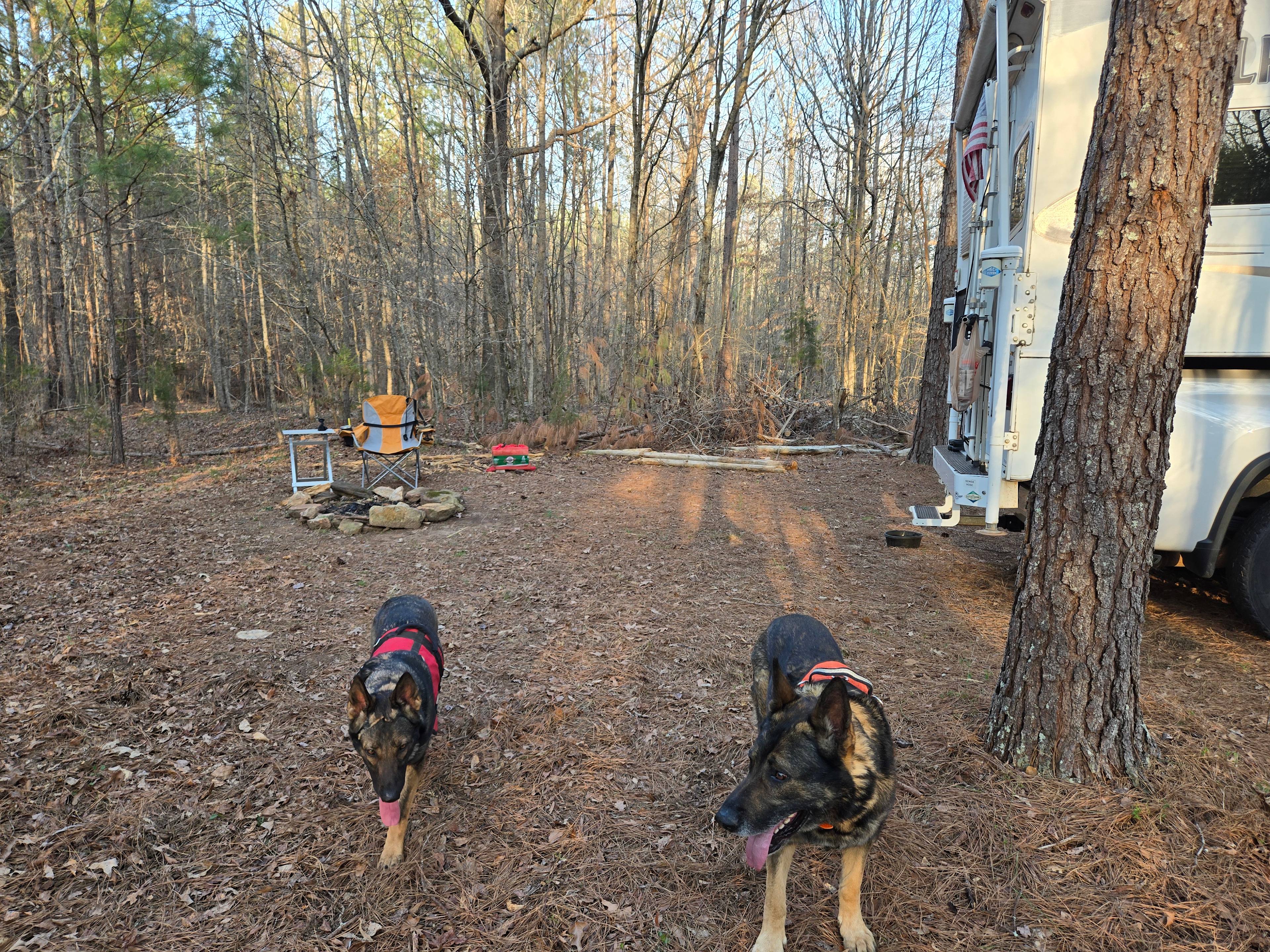 Backed up in the woods to this little gem. The dogs approved.