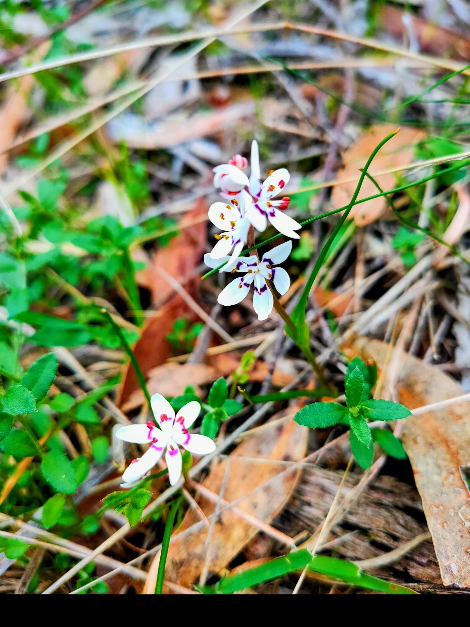 Delicate wildflowers appear in the dry bush in early spring 