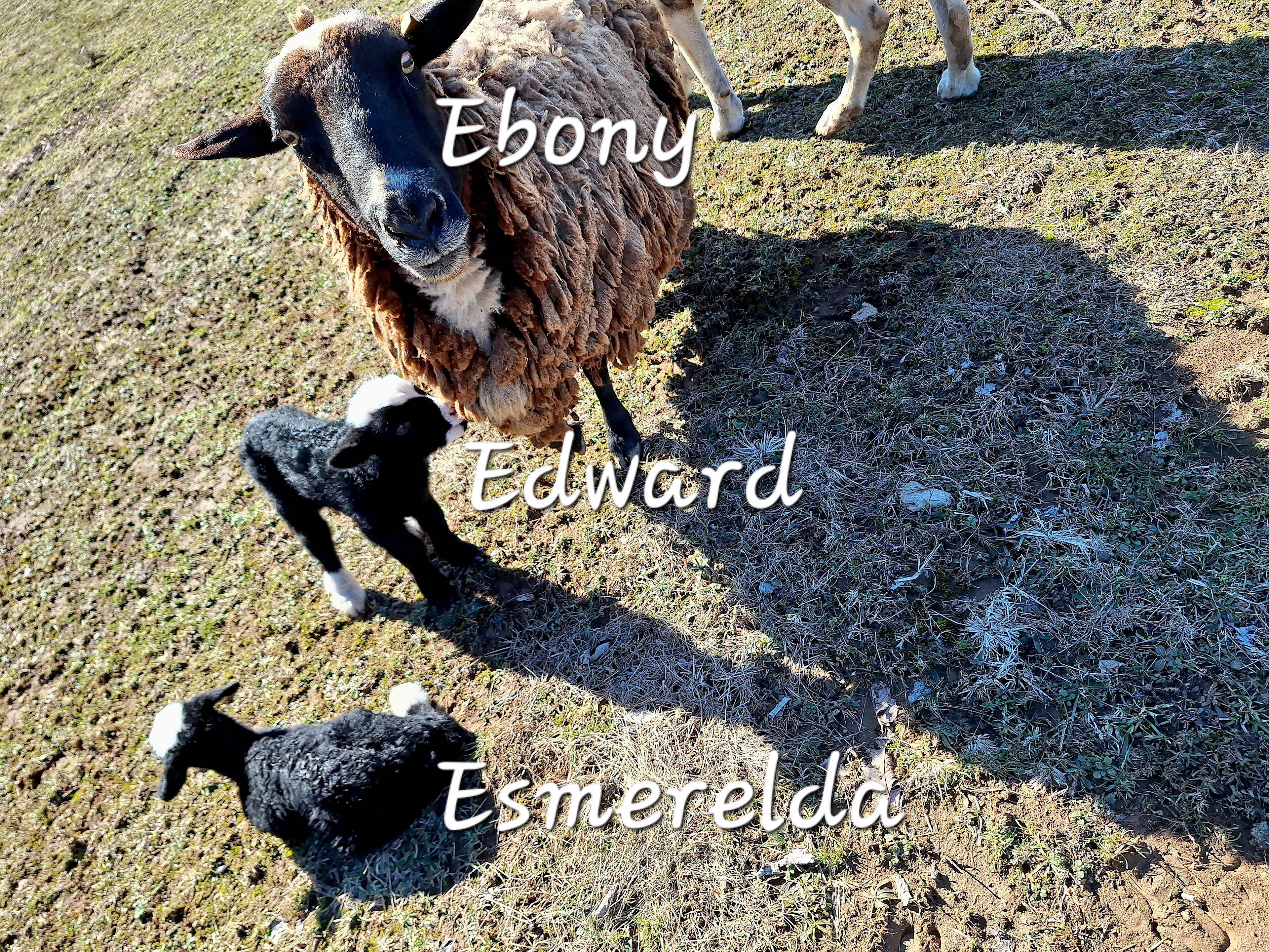 Ebony is showing off her twins: Edward and Esmerelda.