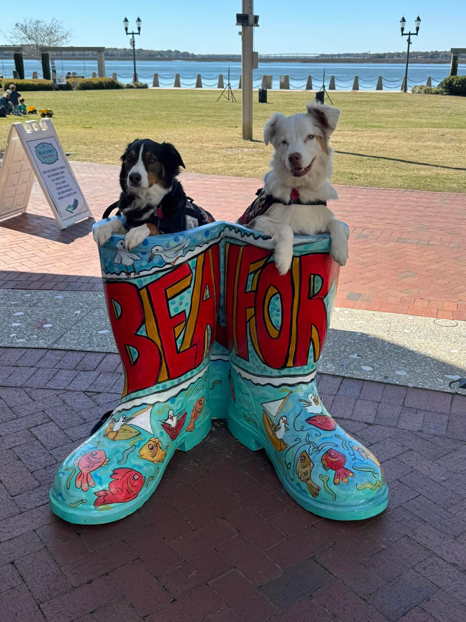 Lowcountry Live Oaks.