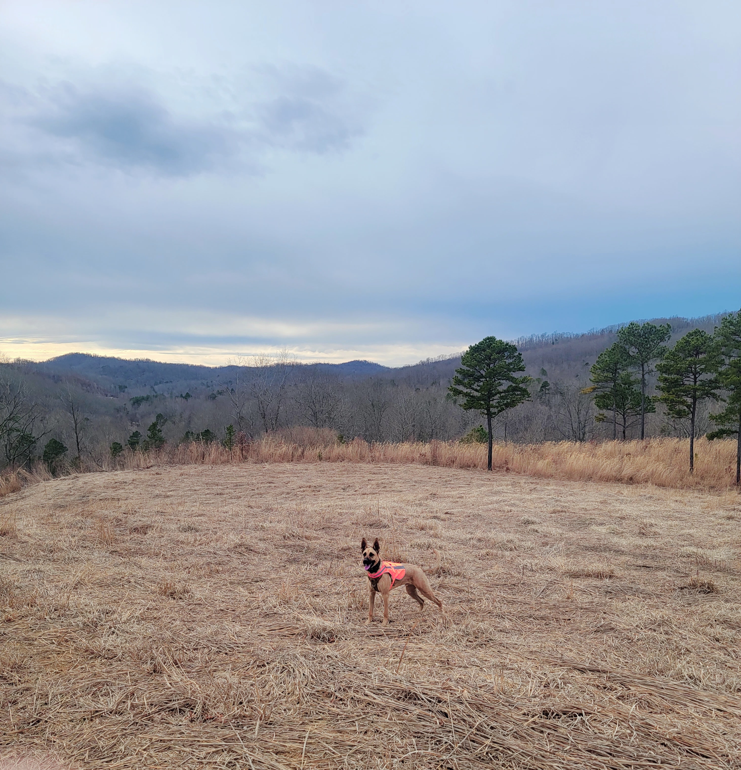 Gunner standing watch at the edge of Lower Hilltop Hideaway—there’s more space just beyond the trees to the right.