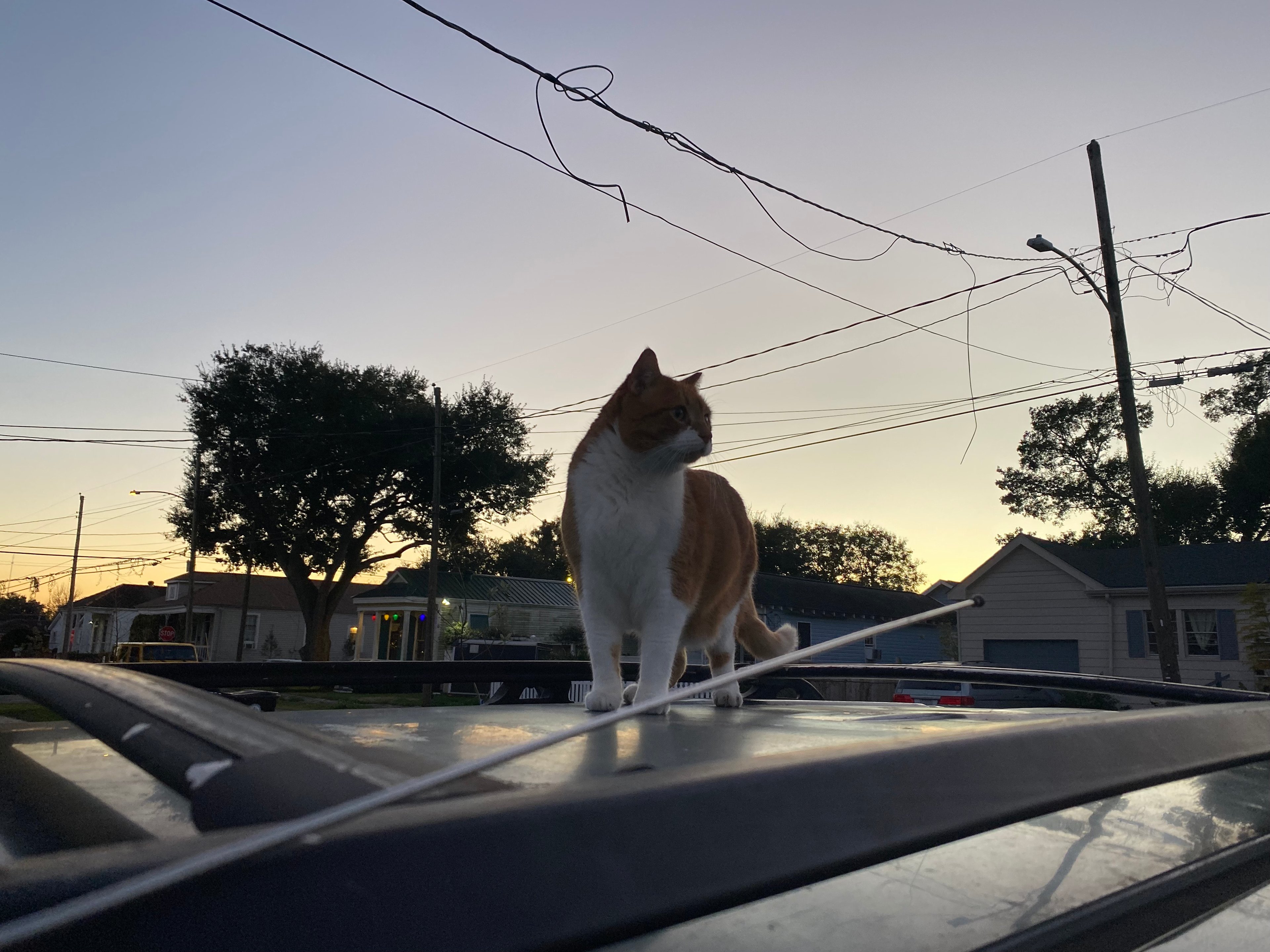 The neighborhood cat you'll see around the garden is Frisky!