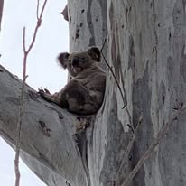 Karinya In The Valley