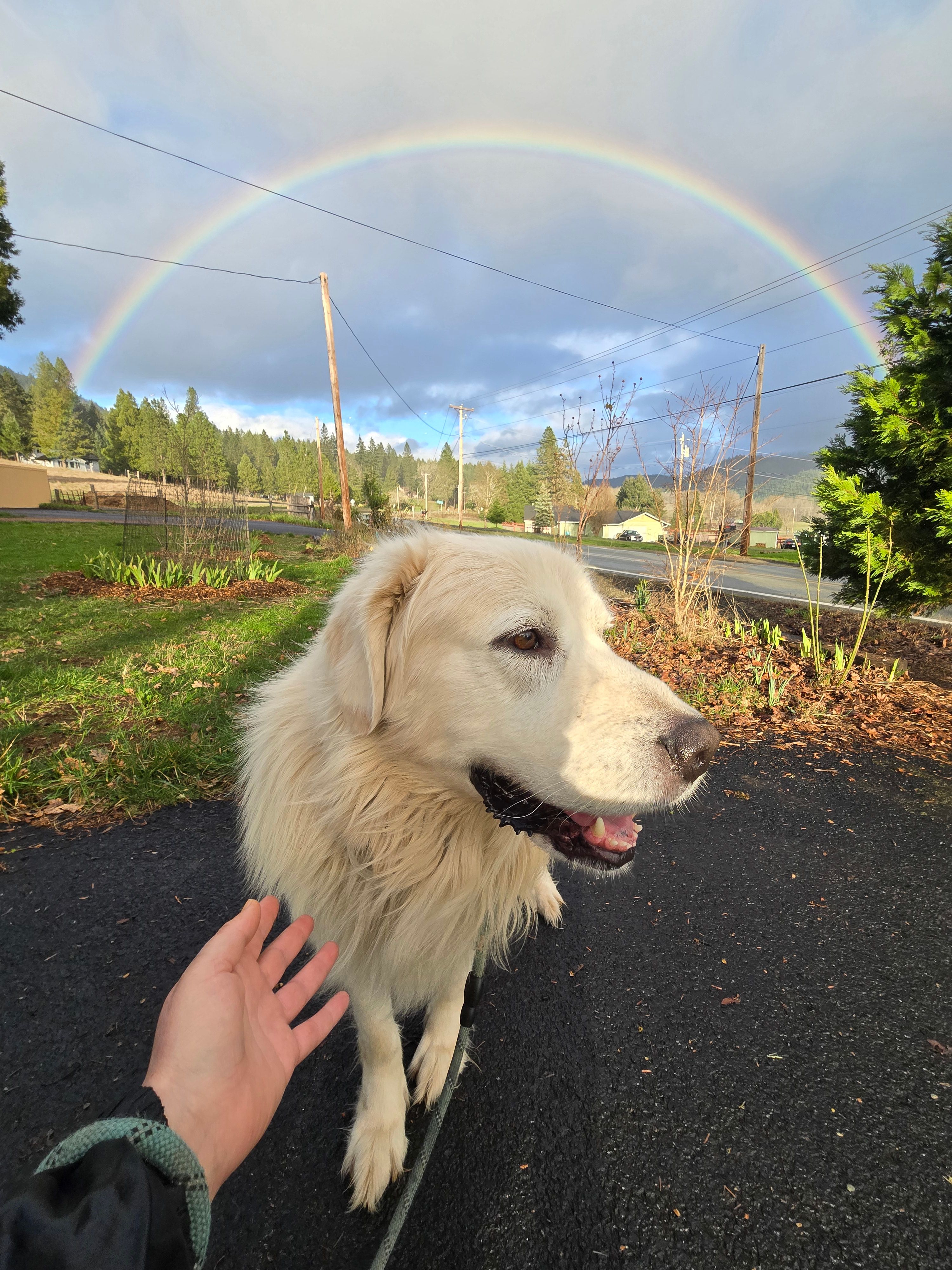 Welcome to pet-friendly Happy Bears Camp!