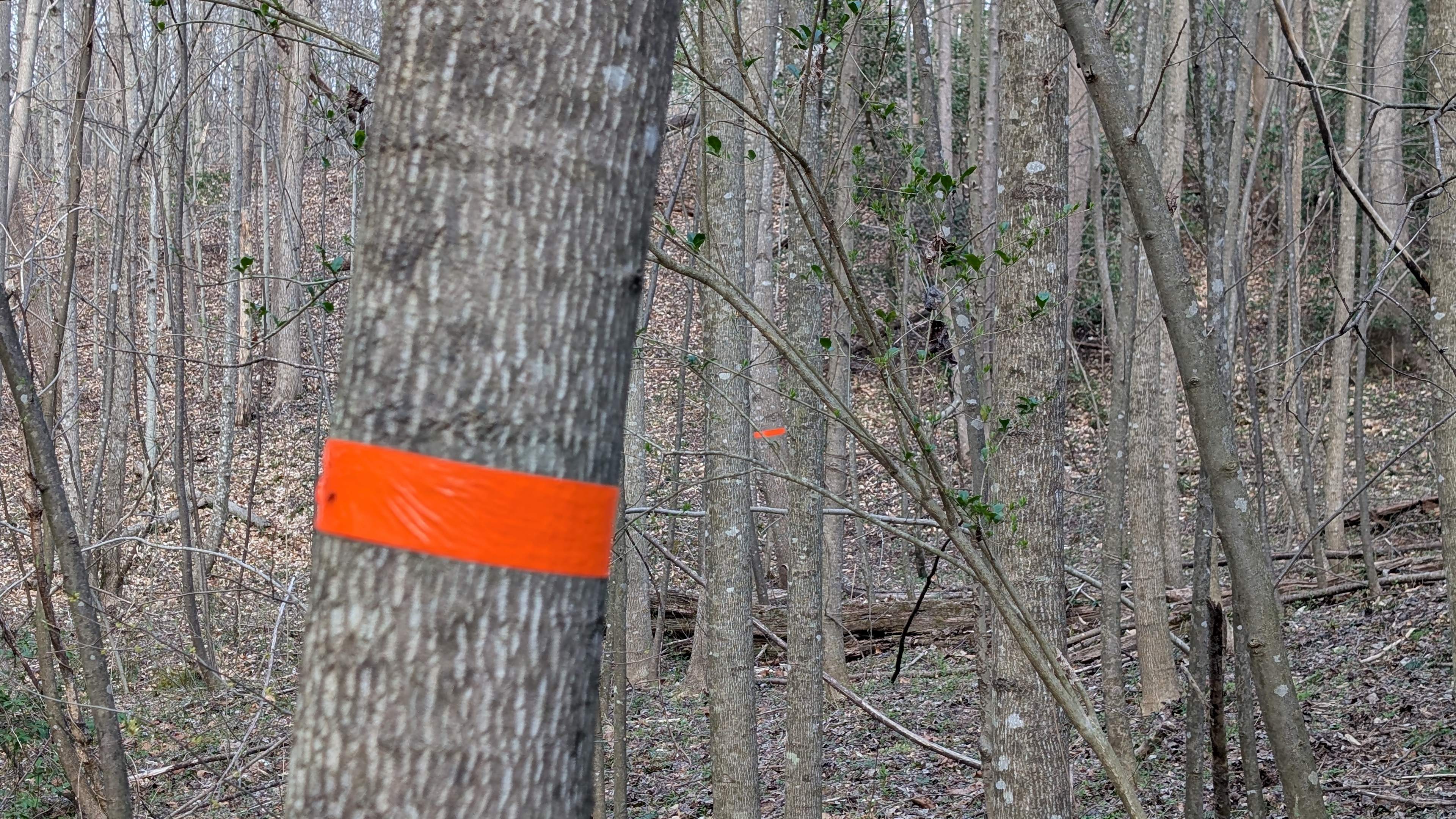 Turkey Hollow