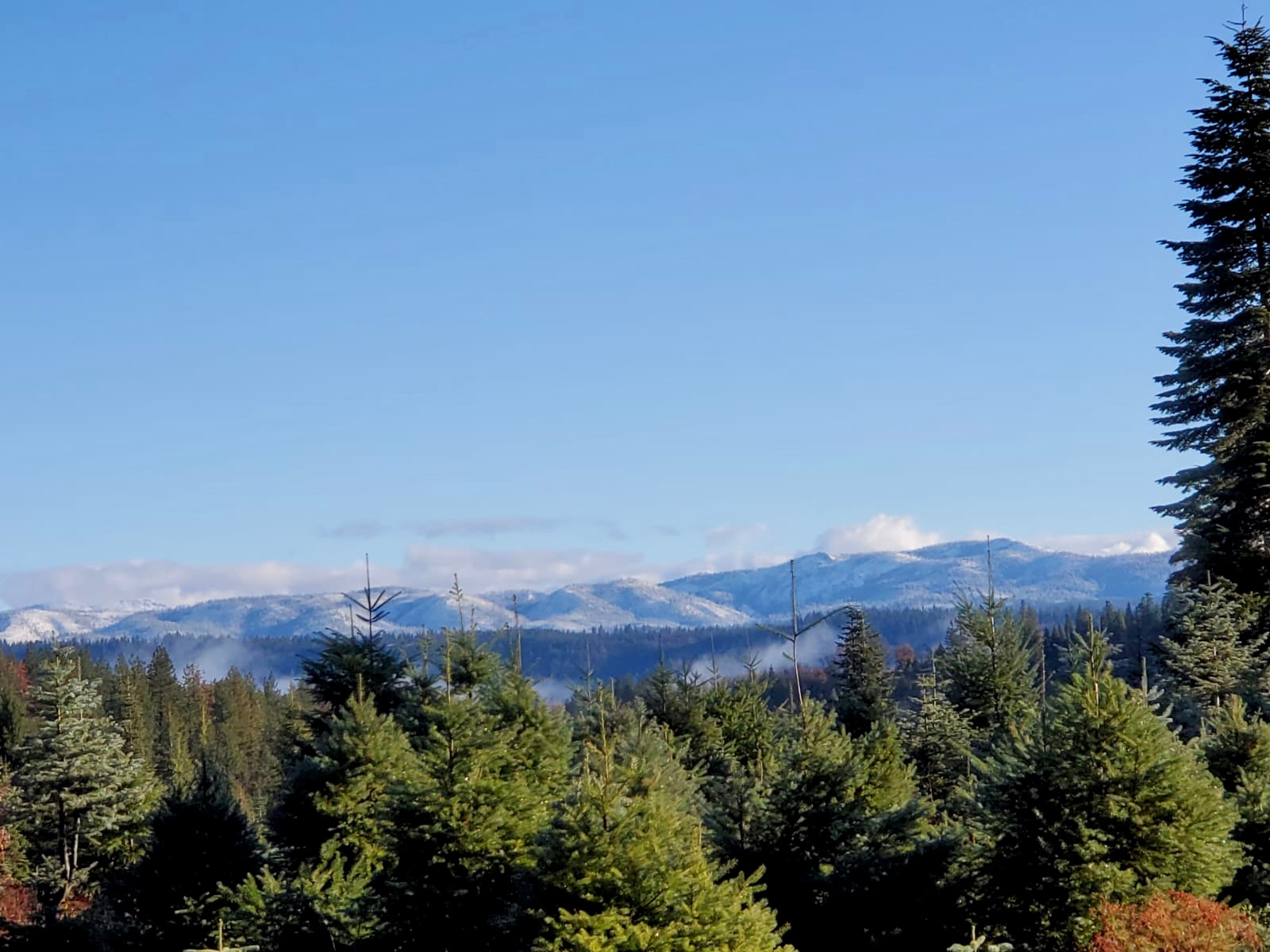 Snowy Peaks Christmas Tree Farm