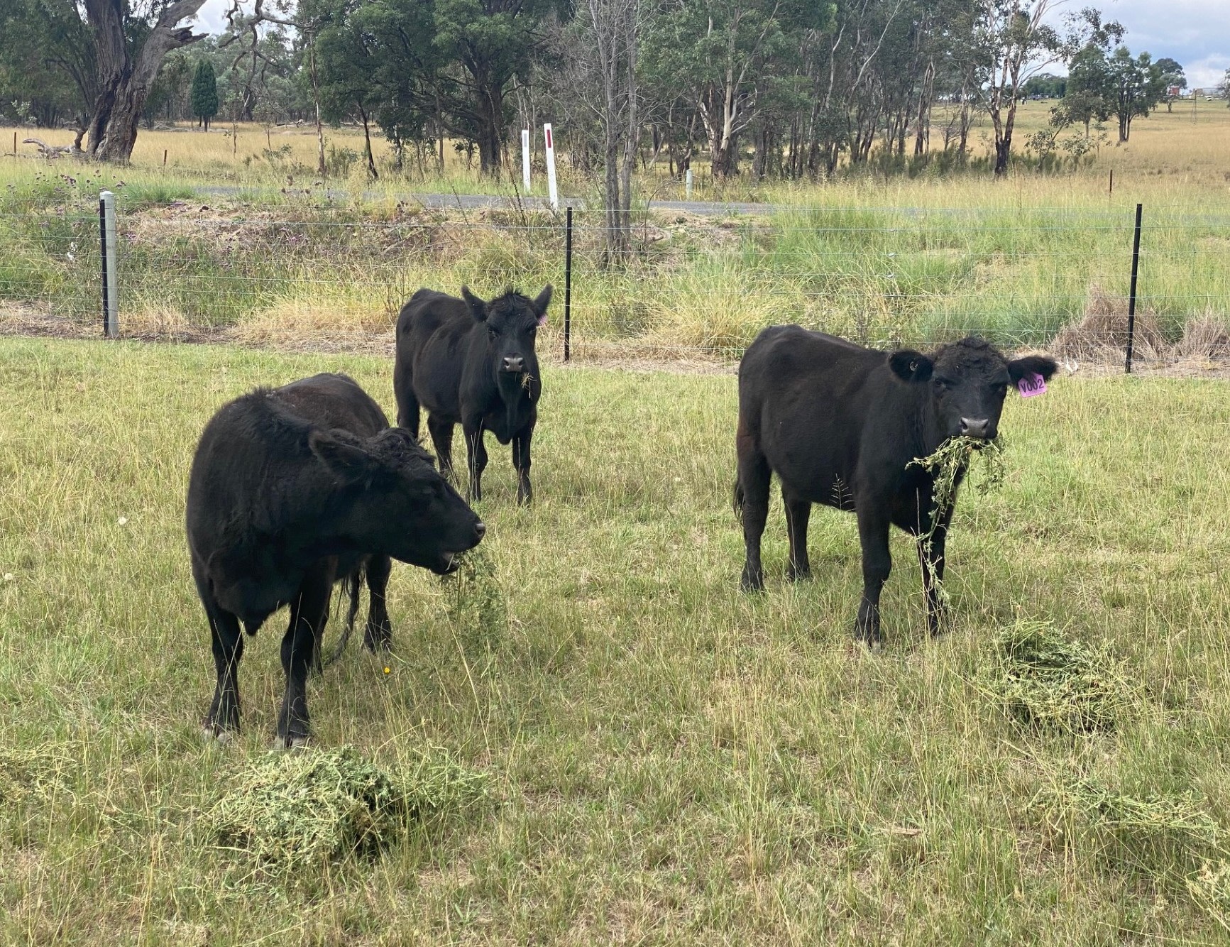 Ermington - Farm Stay