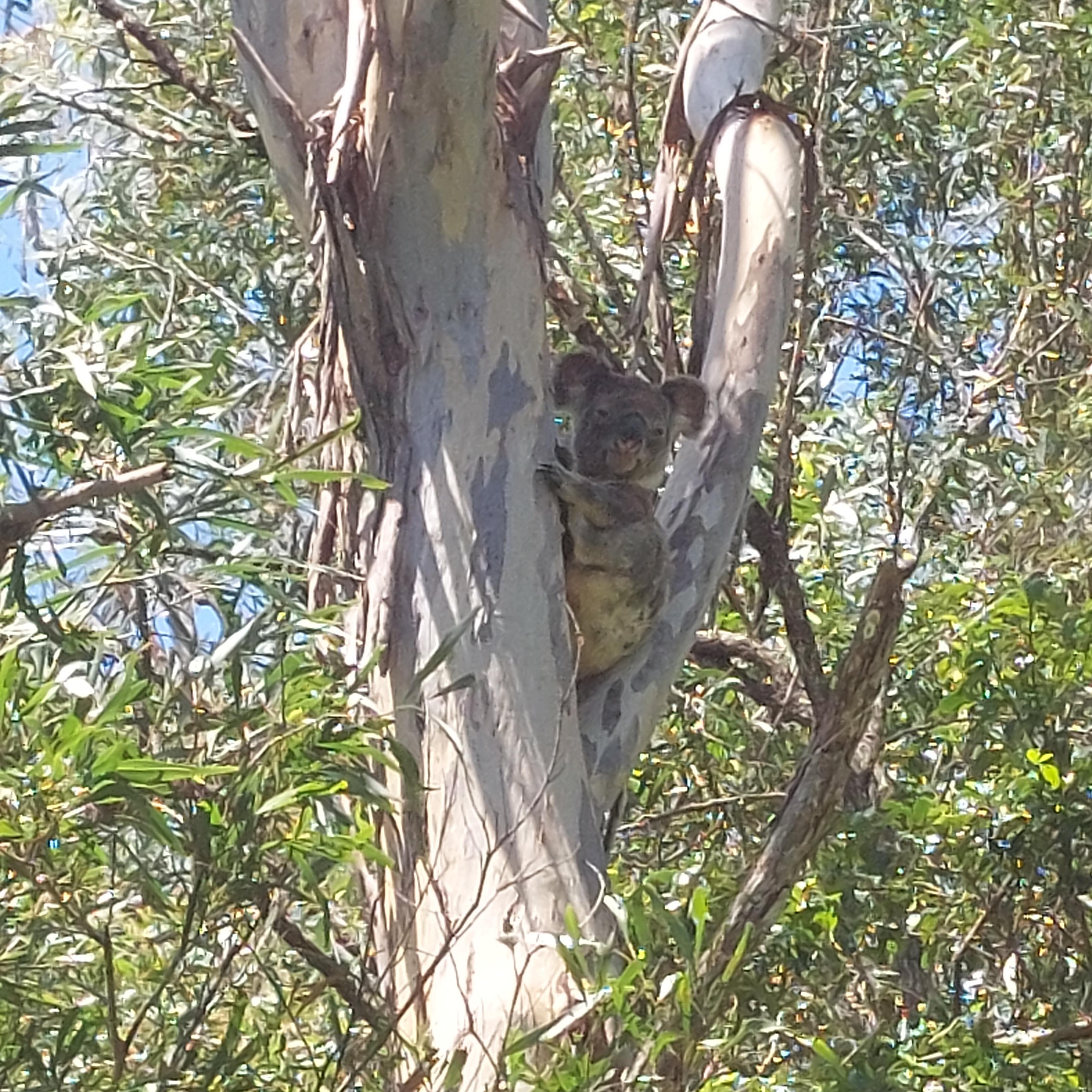 Local koala visiting us