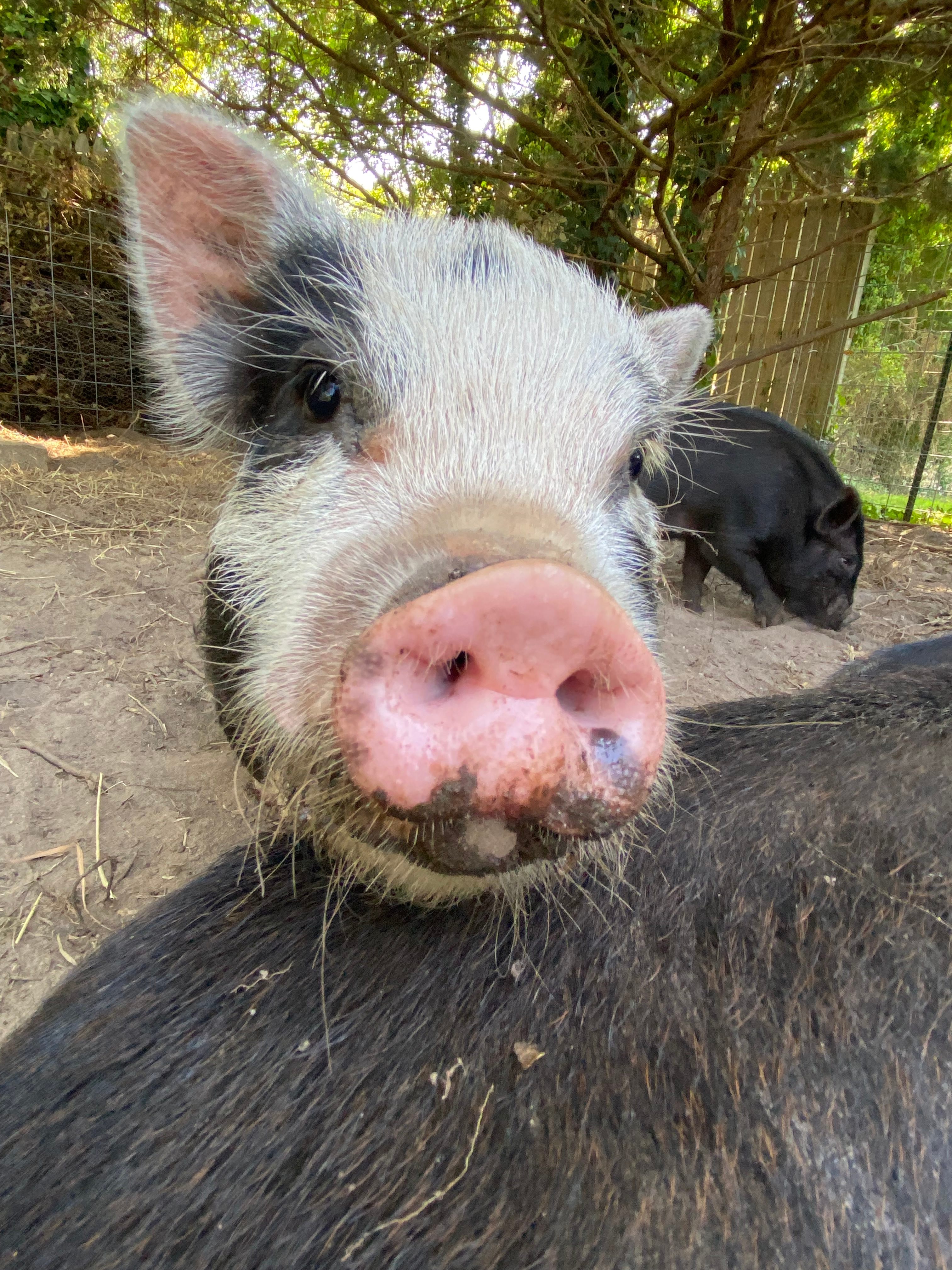 Riverside Ship Escape