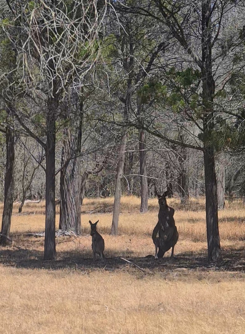 Sandy Hill: Lyndoch, Barossa Valley