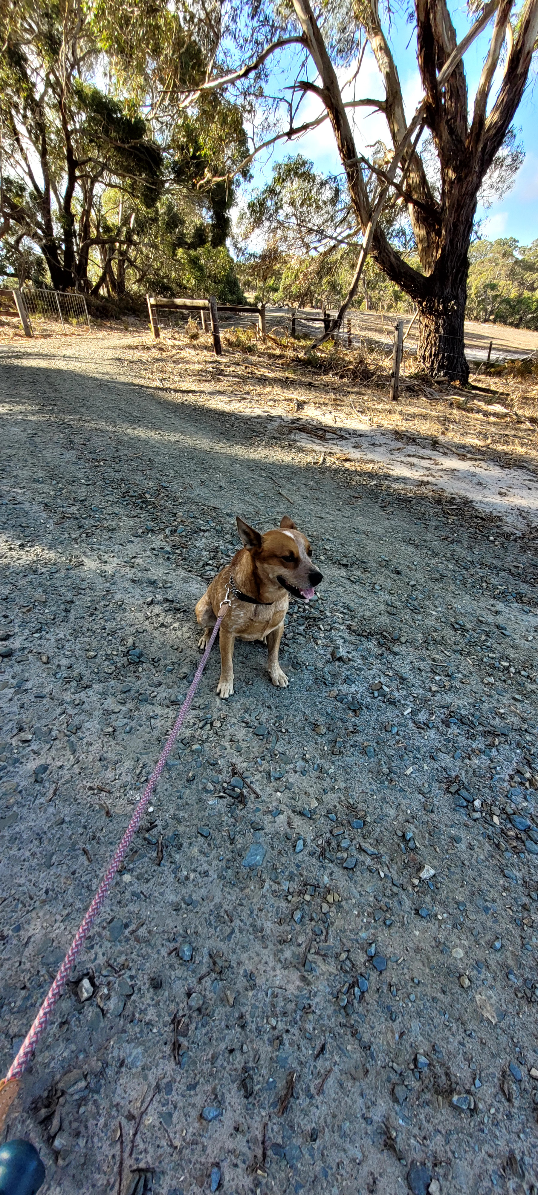 Drifting Sands Quarter Horses