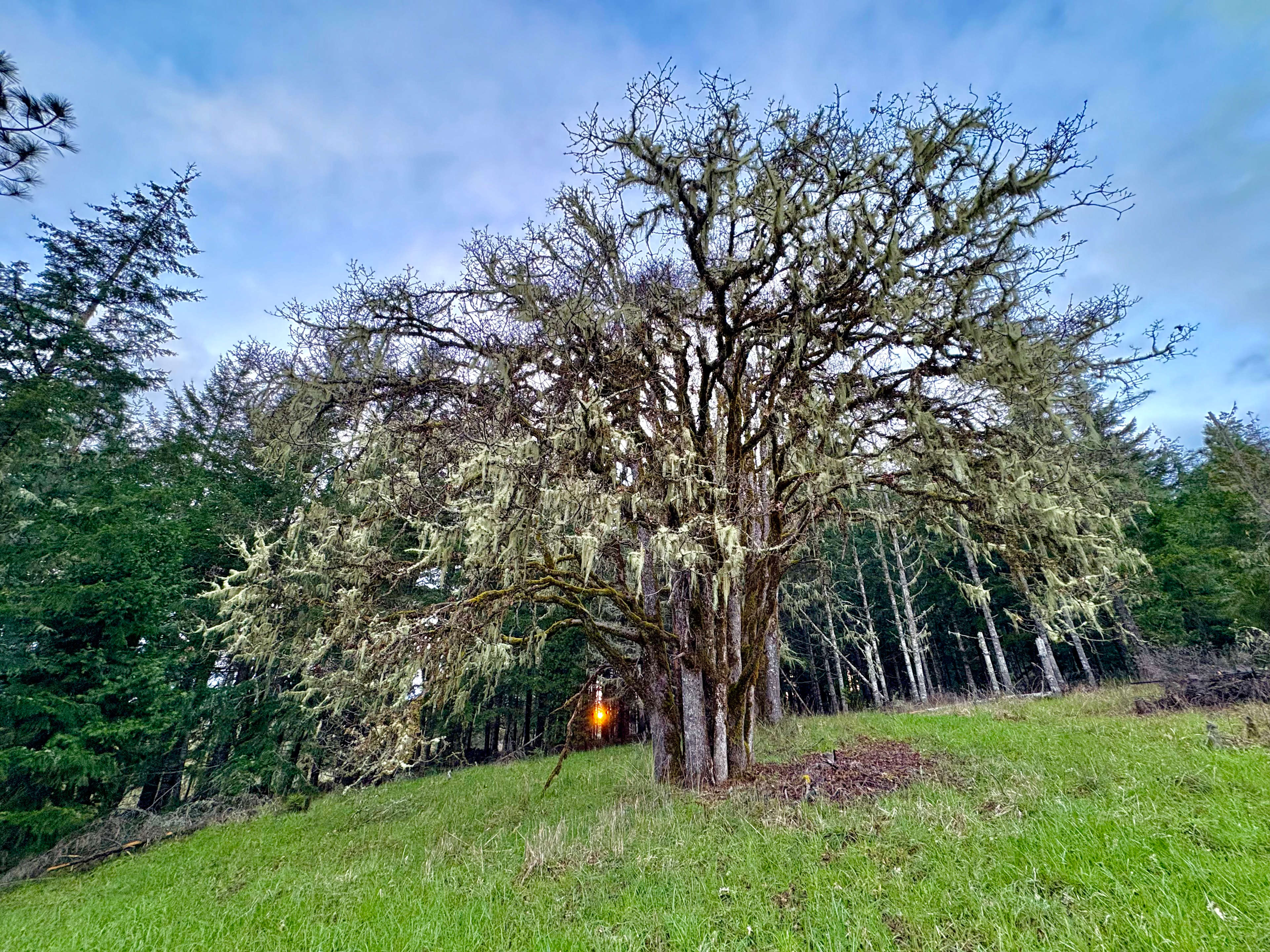 Royal Heart Hill