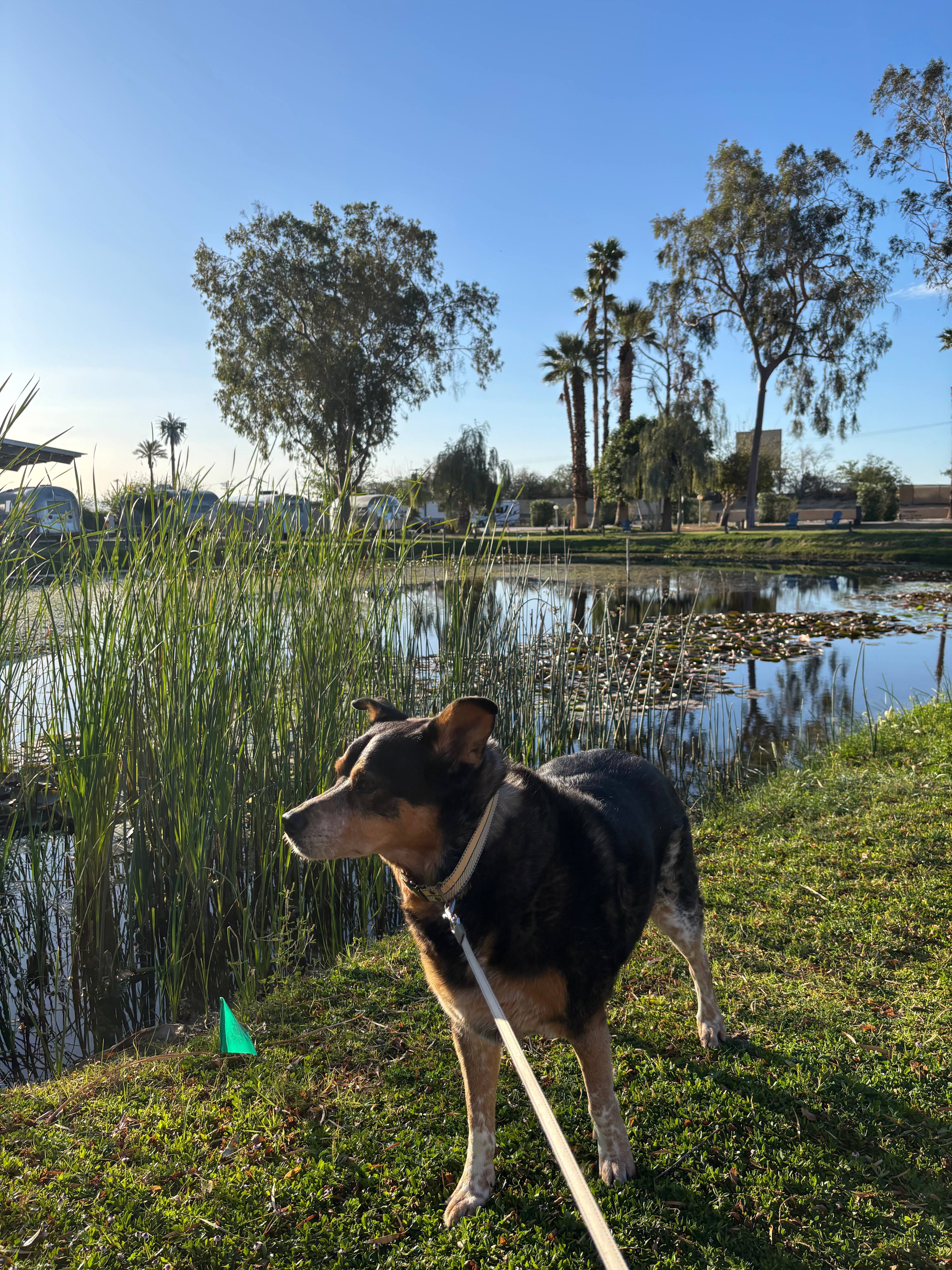 Shadow Hills RV Resort