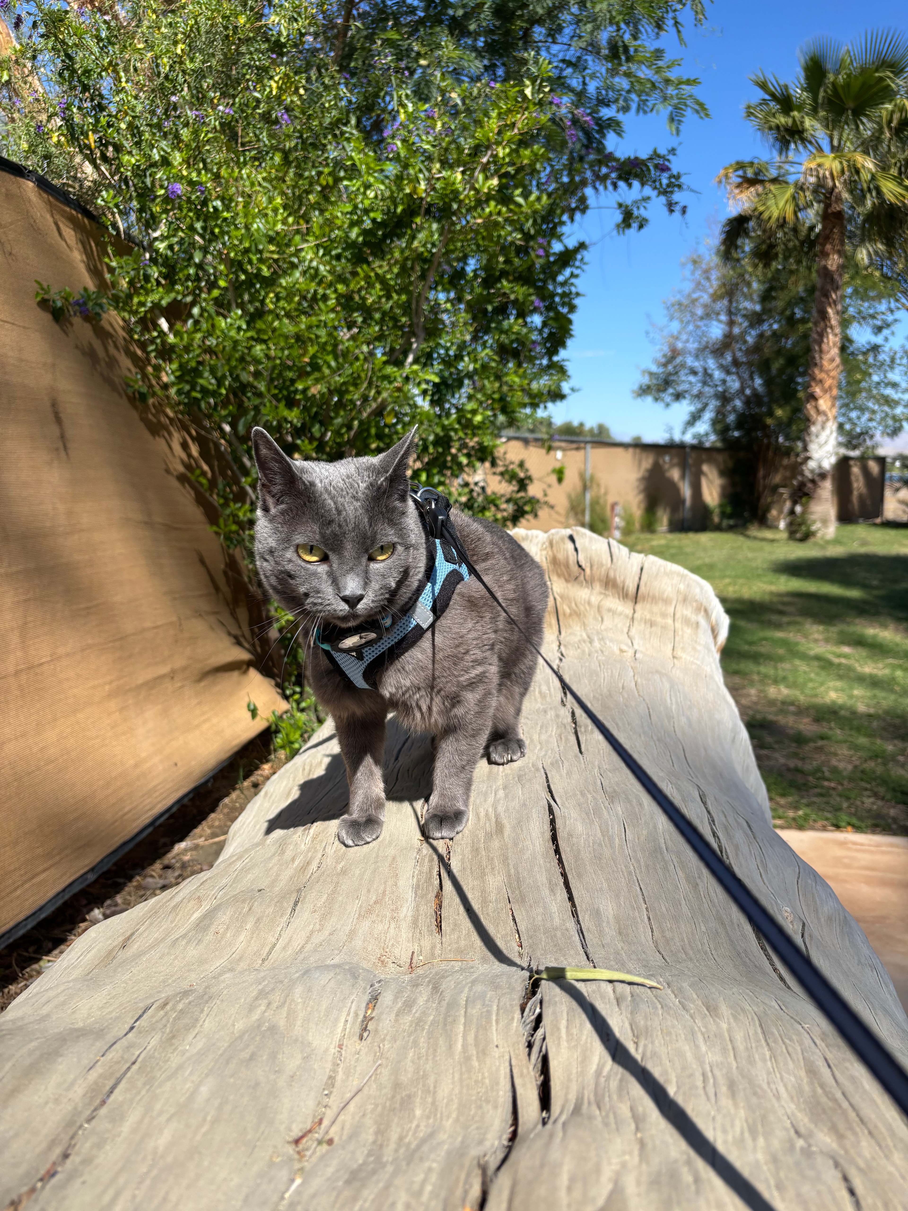 Shadow Hills RV Resort