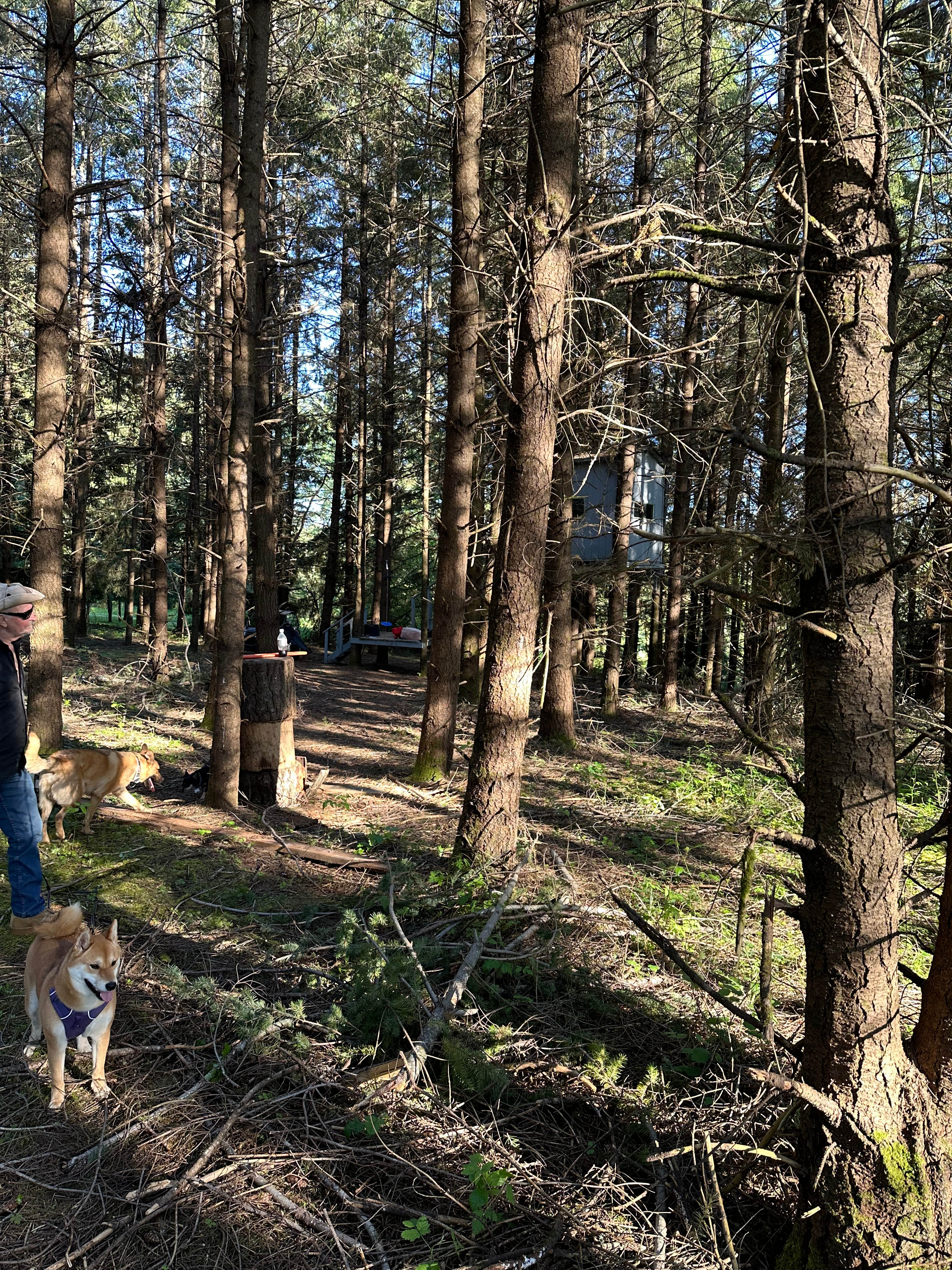 Shearer Farming and Camping