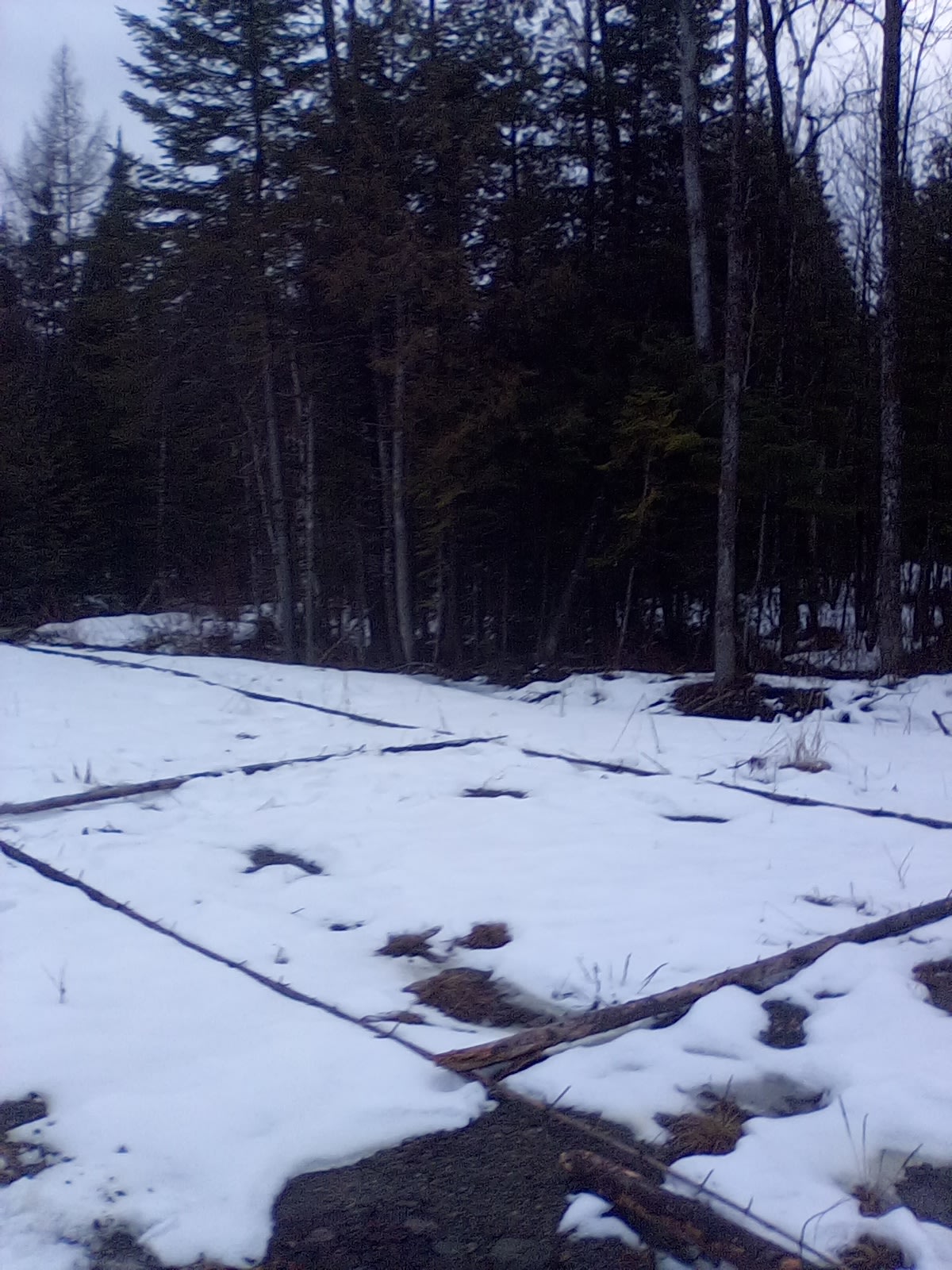 Plots are side-by-side enclosed around the forest.