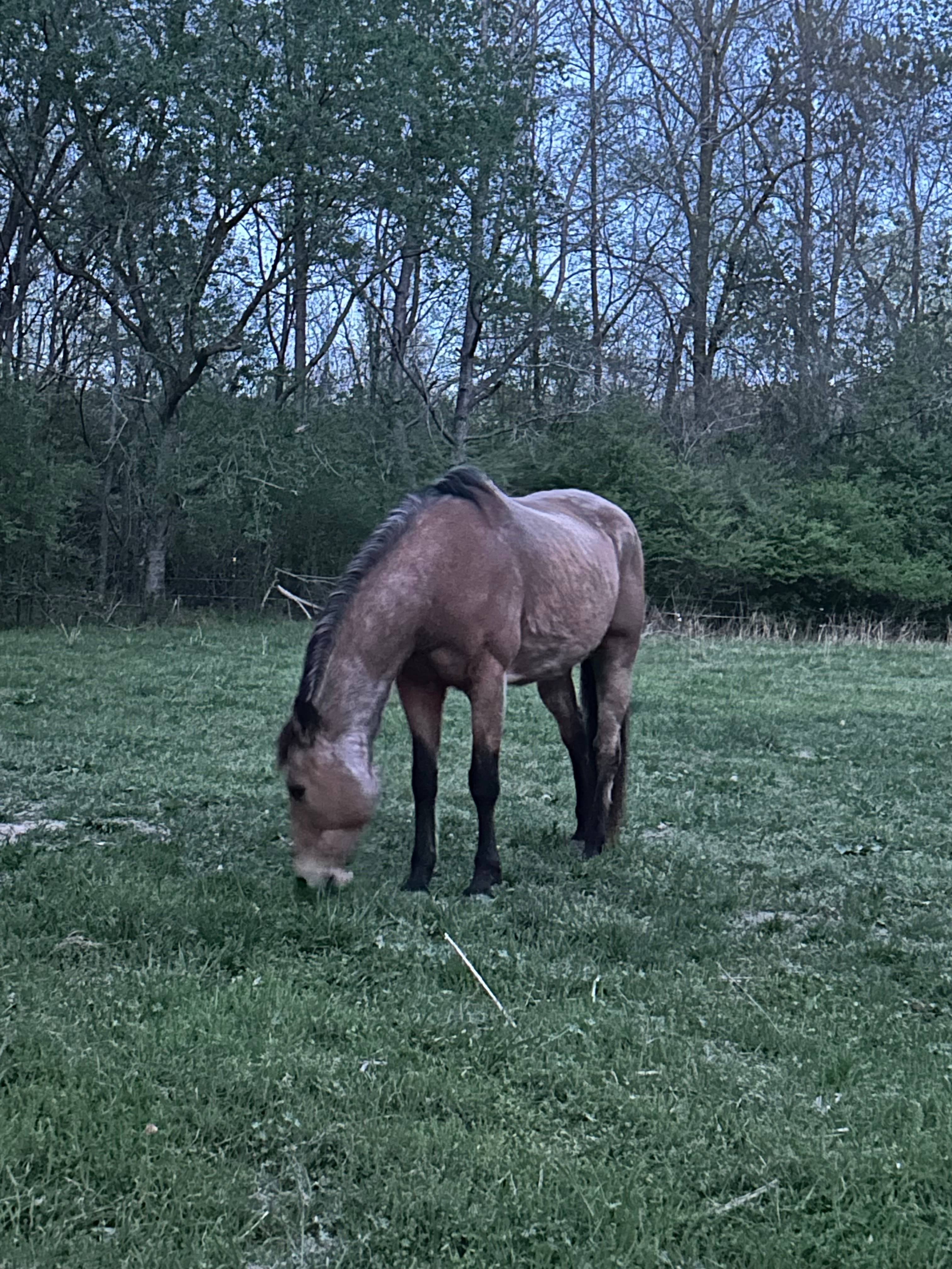 William B Umstead State Park