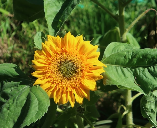 LivingWell Nature Spirit Sanctuary