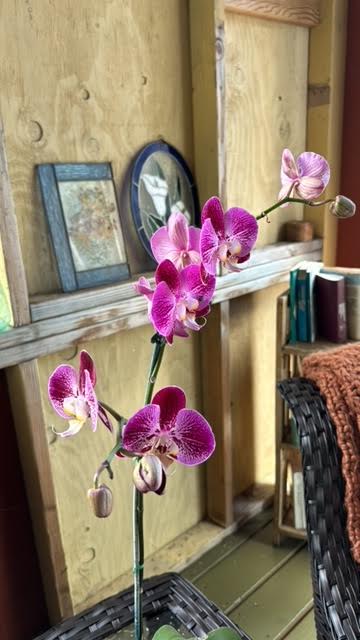 🌈 Rainbow’s End Farm & Homestead!