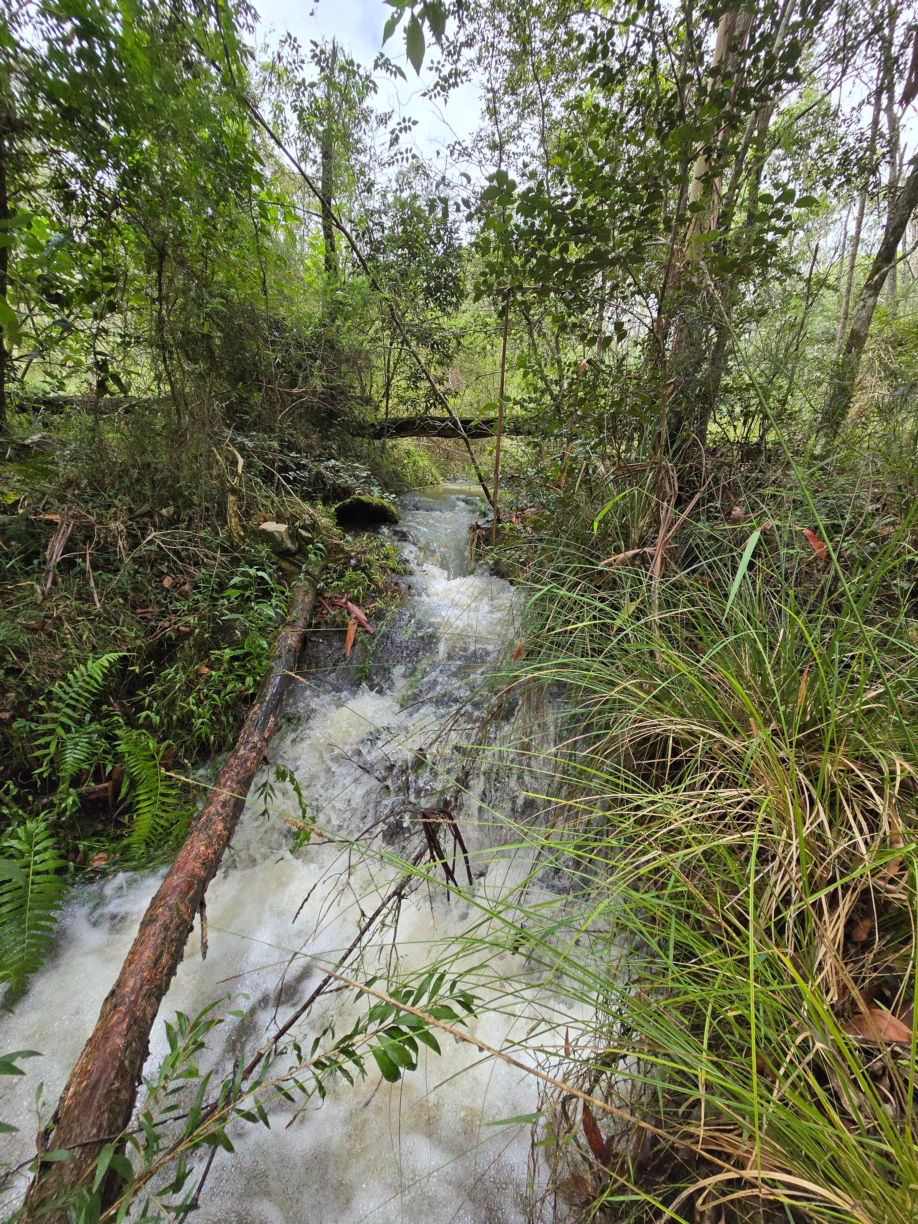 Off-Grid Camping in the Forest