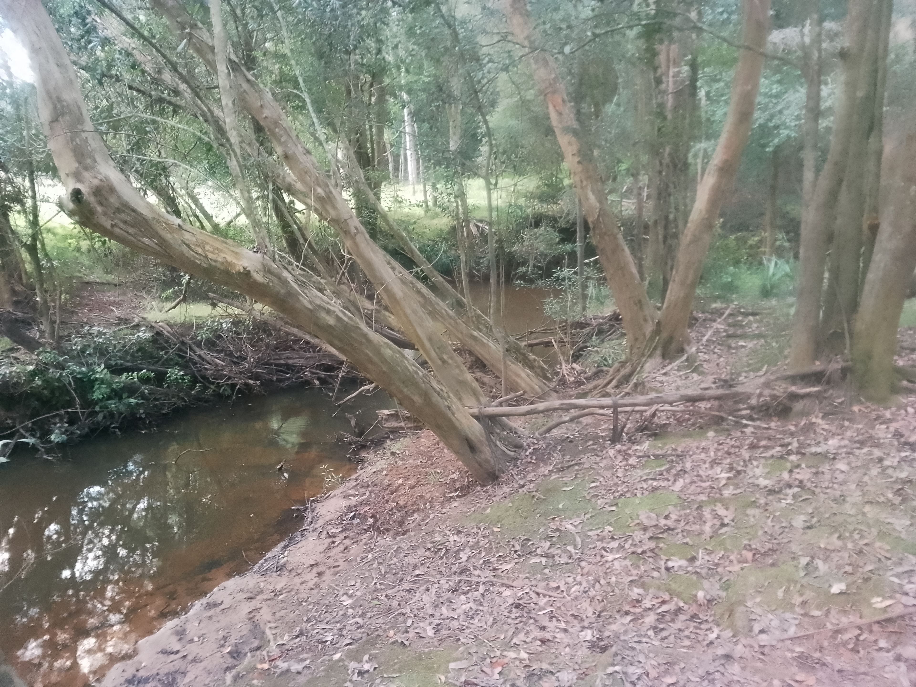 Platypus Bend