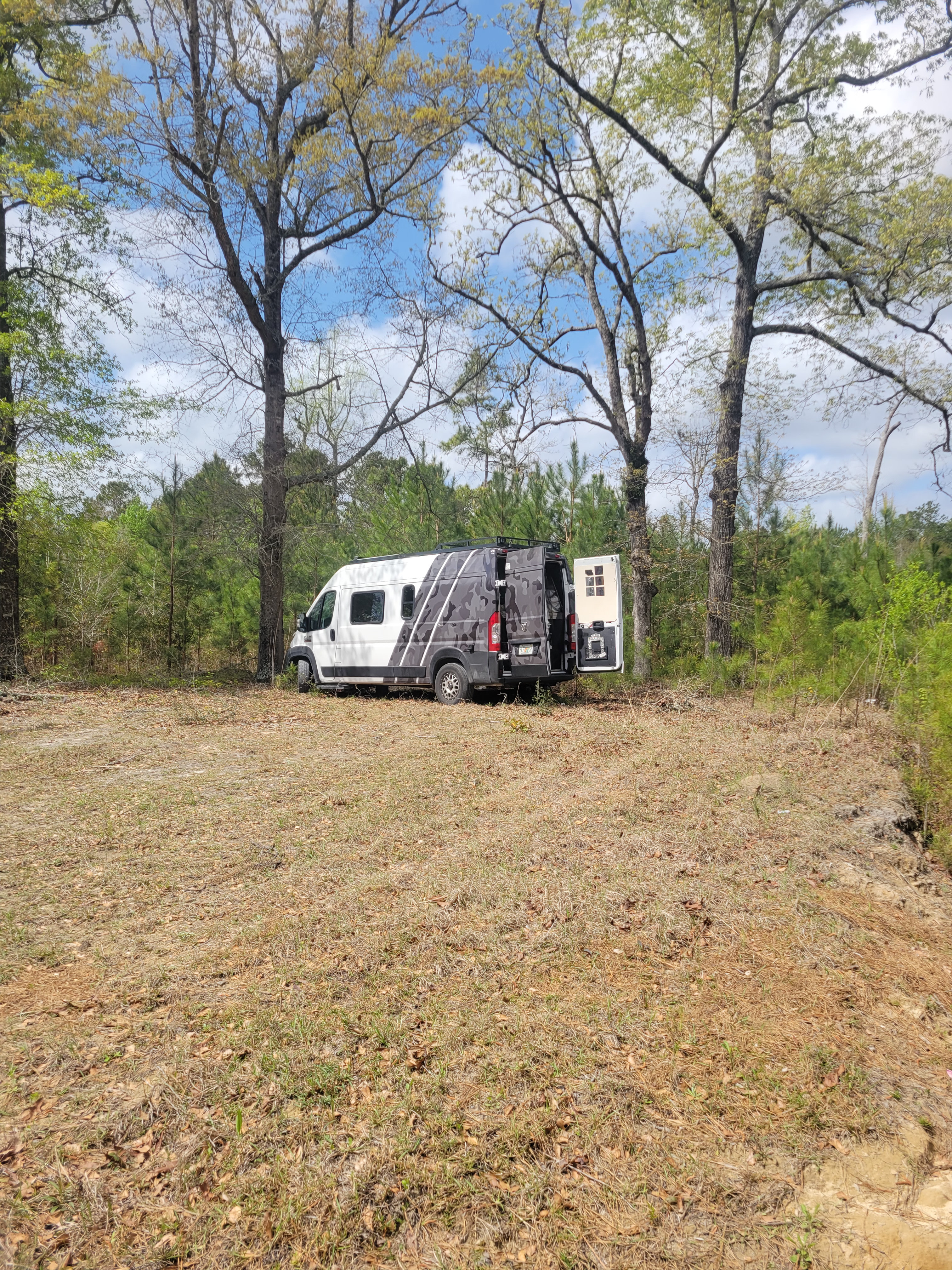 Tall Grass and Pines
