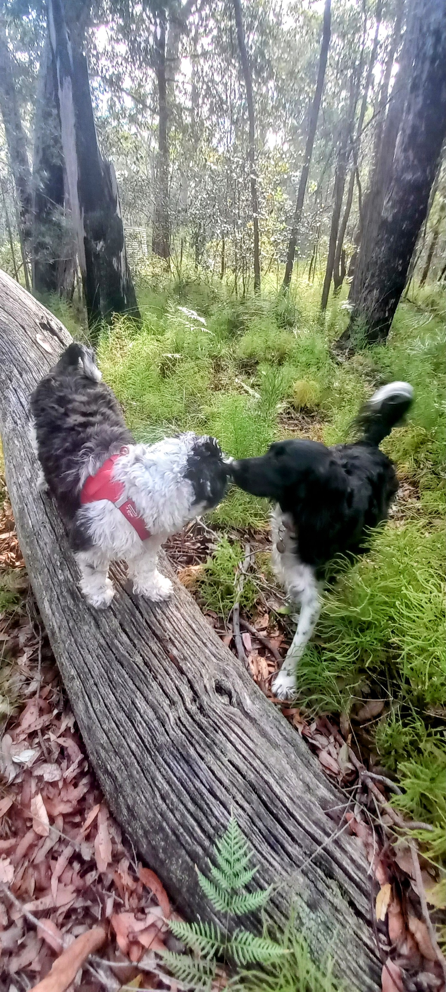 Magali's Bazil with my Freddie 